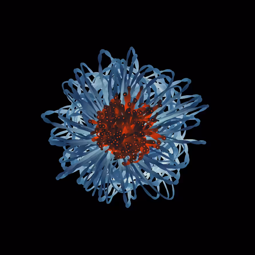 Chrysanthemum Firework #1 (in blue/red)