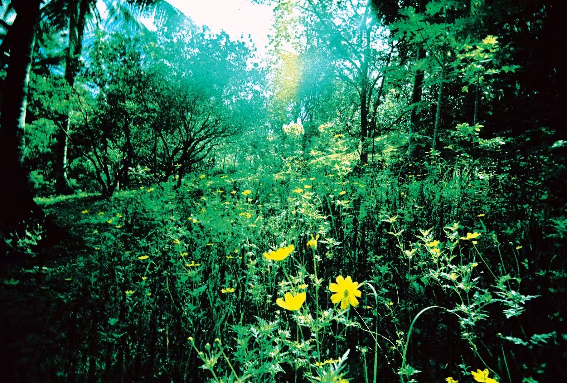 The Garden