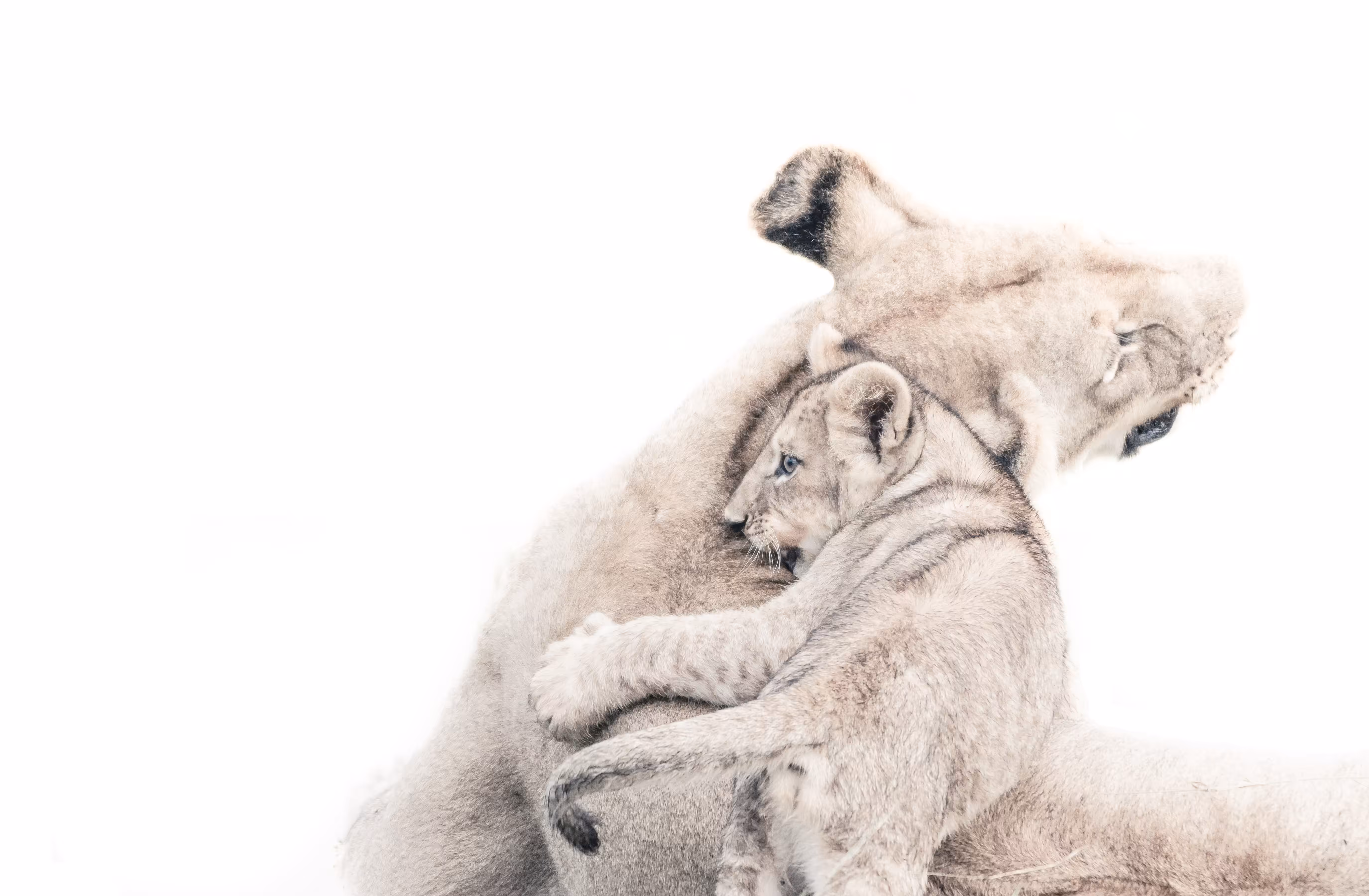 Lion Love