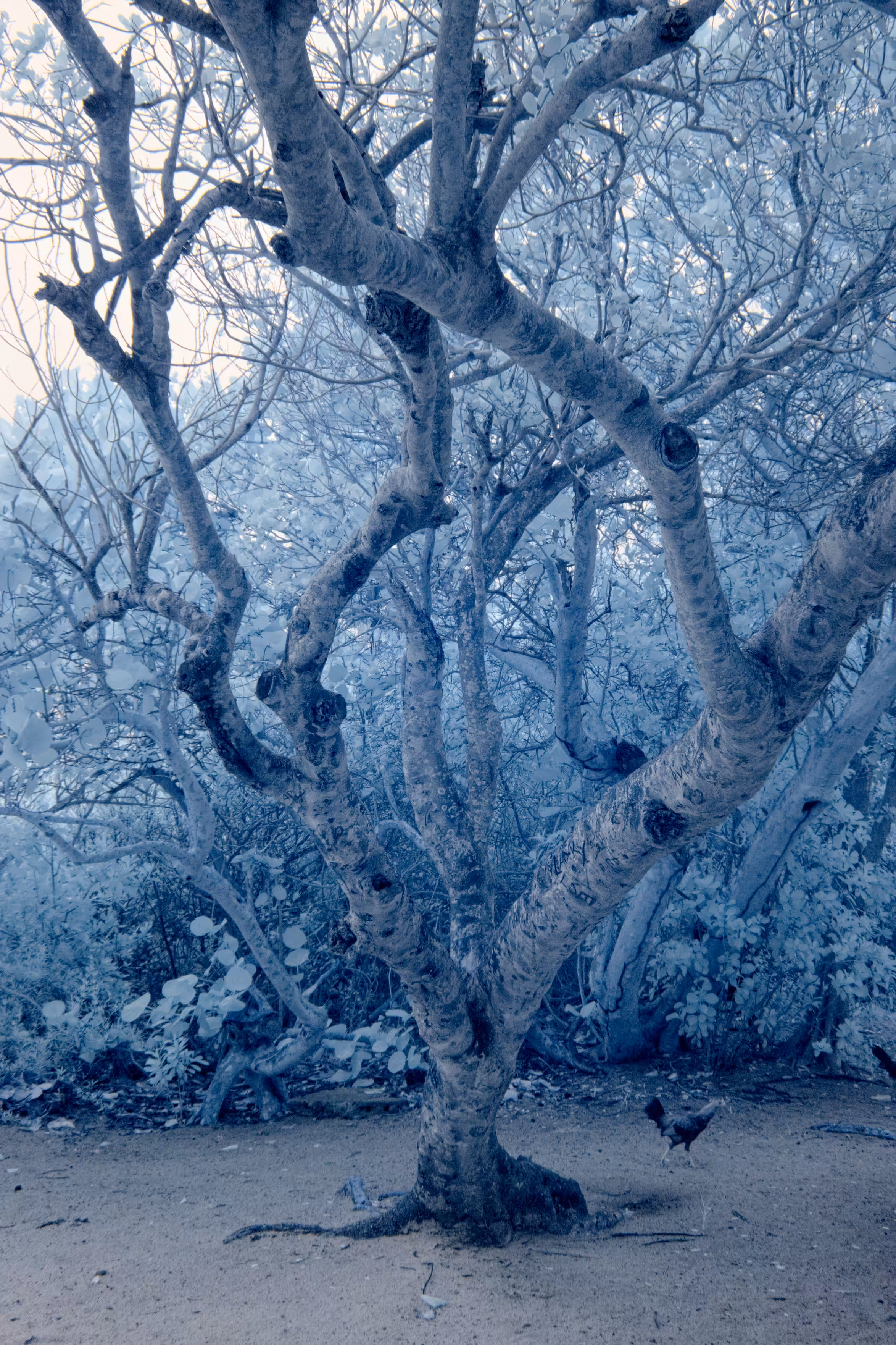 Dreams of Infrared #1