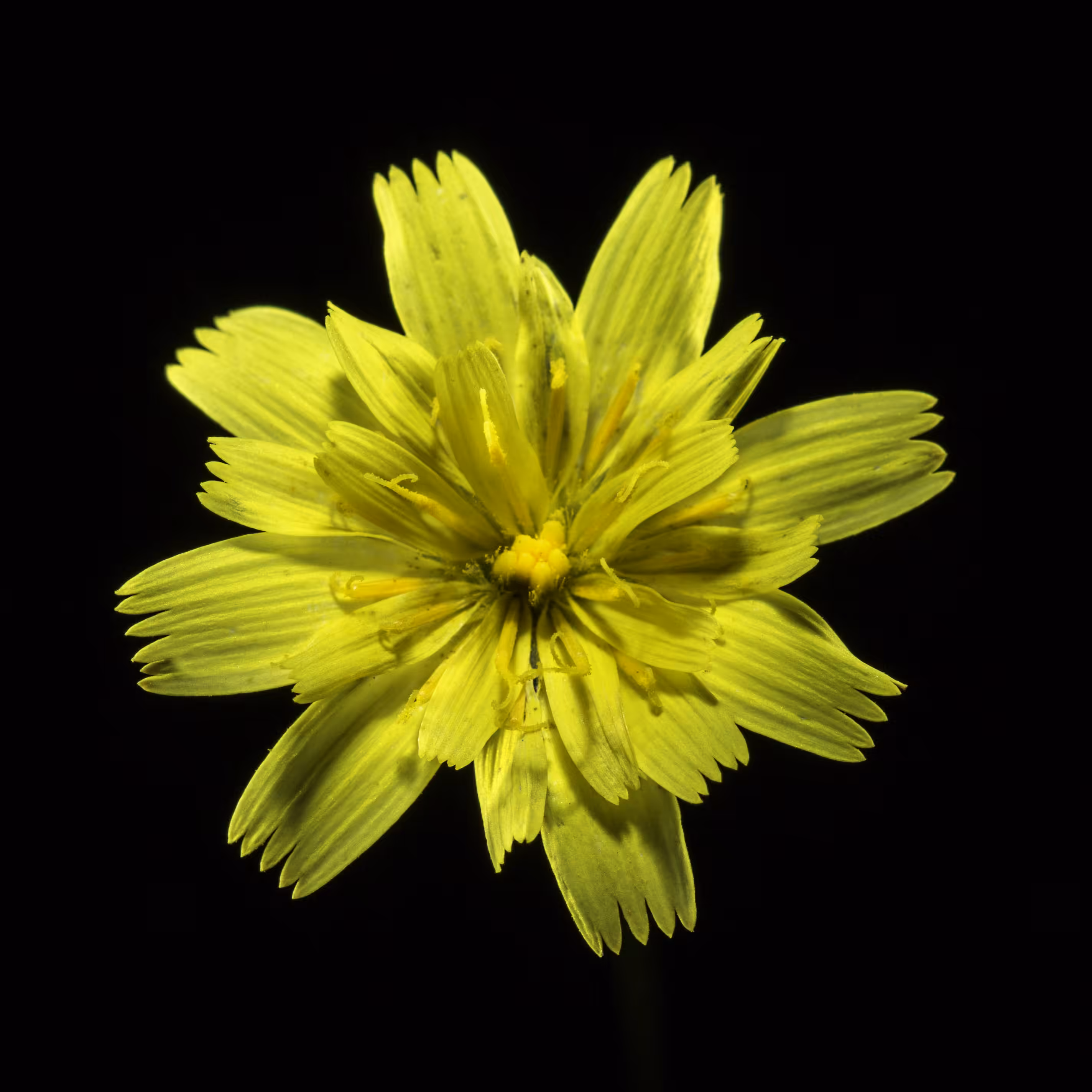 Lion's Tooth