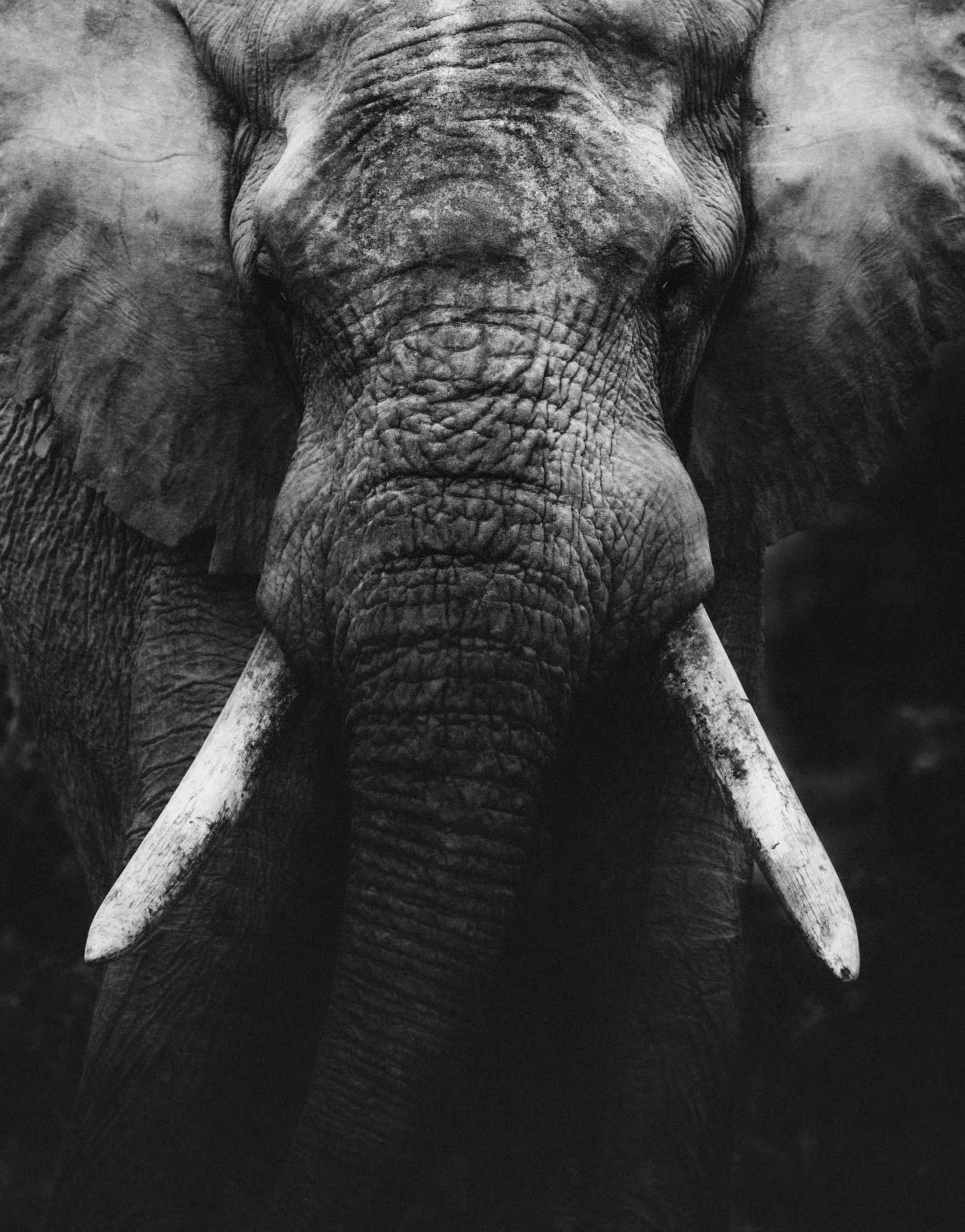 Elephant Portrait IV