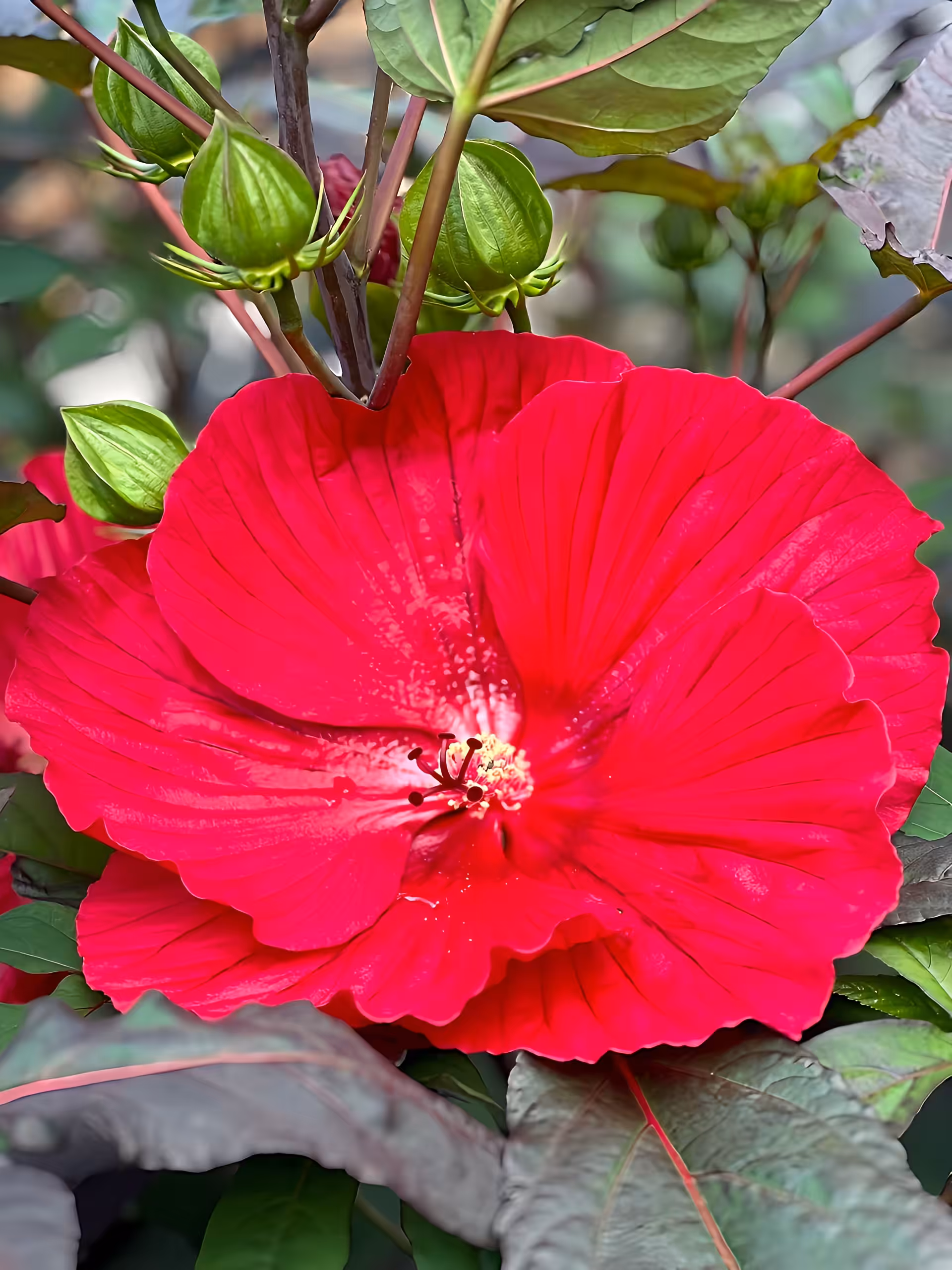 Hibiscus #1