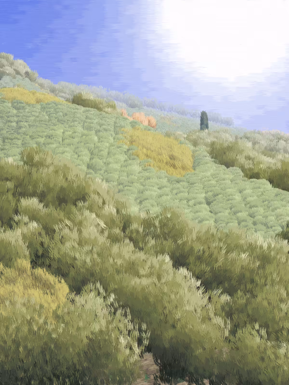 Provence #181