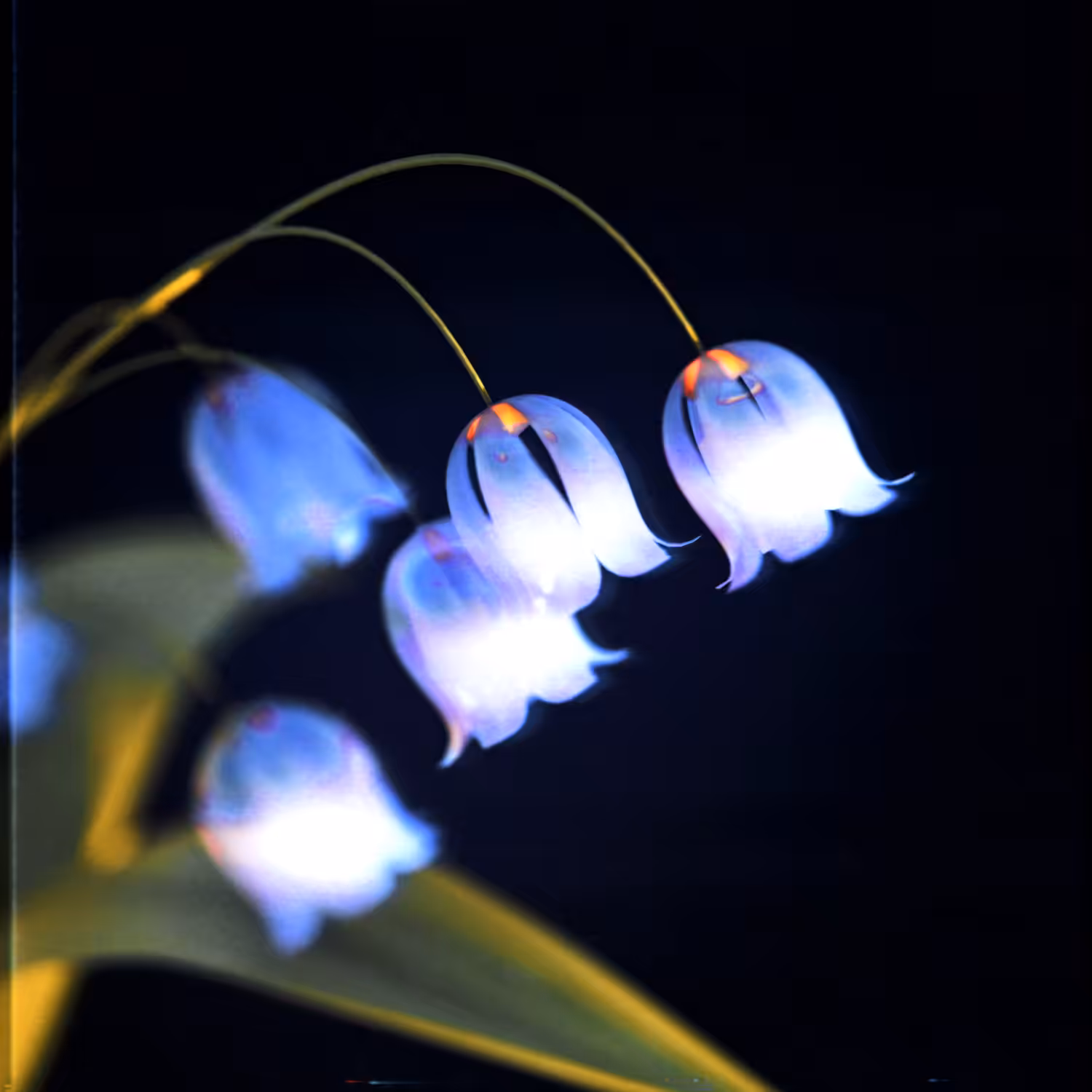 The Blissful Bellflower
