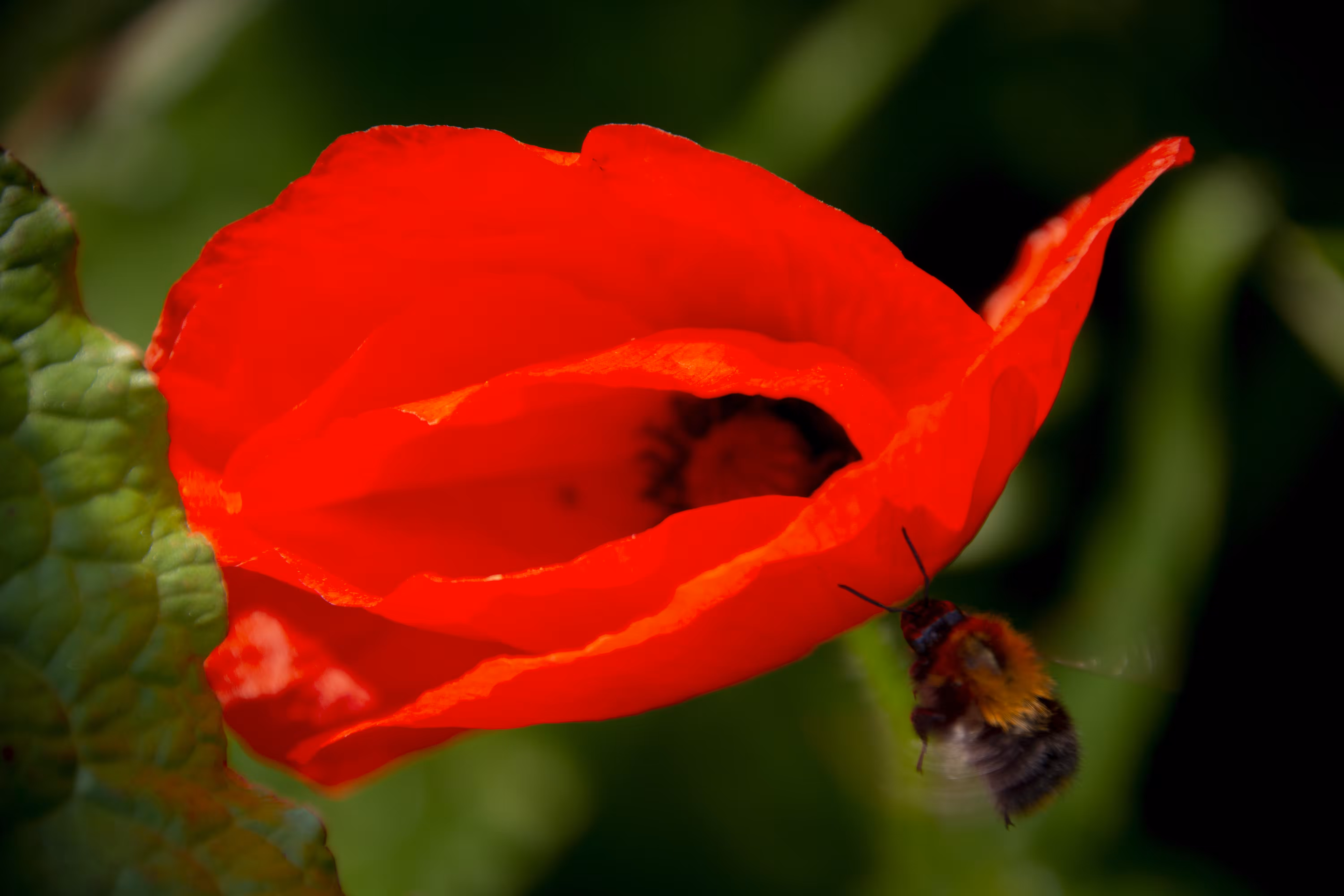 Honey Poppy