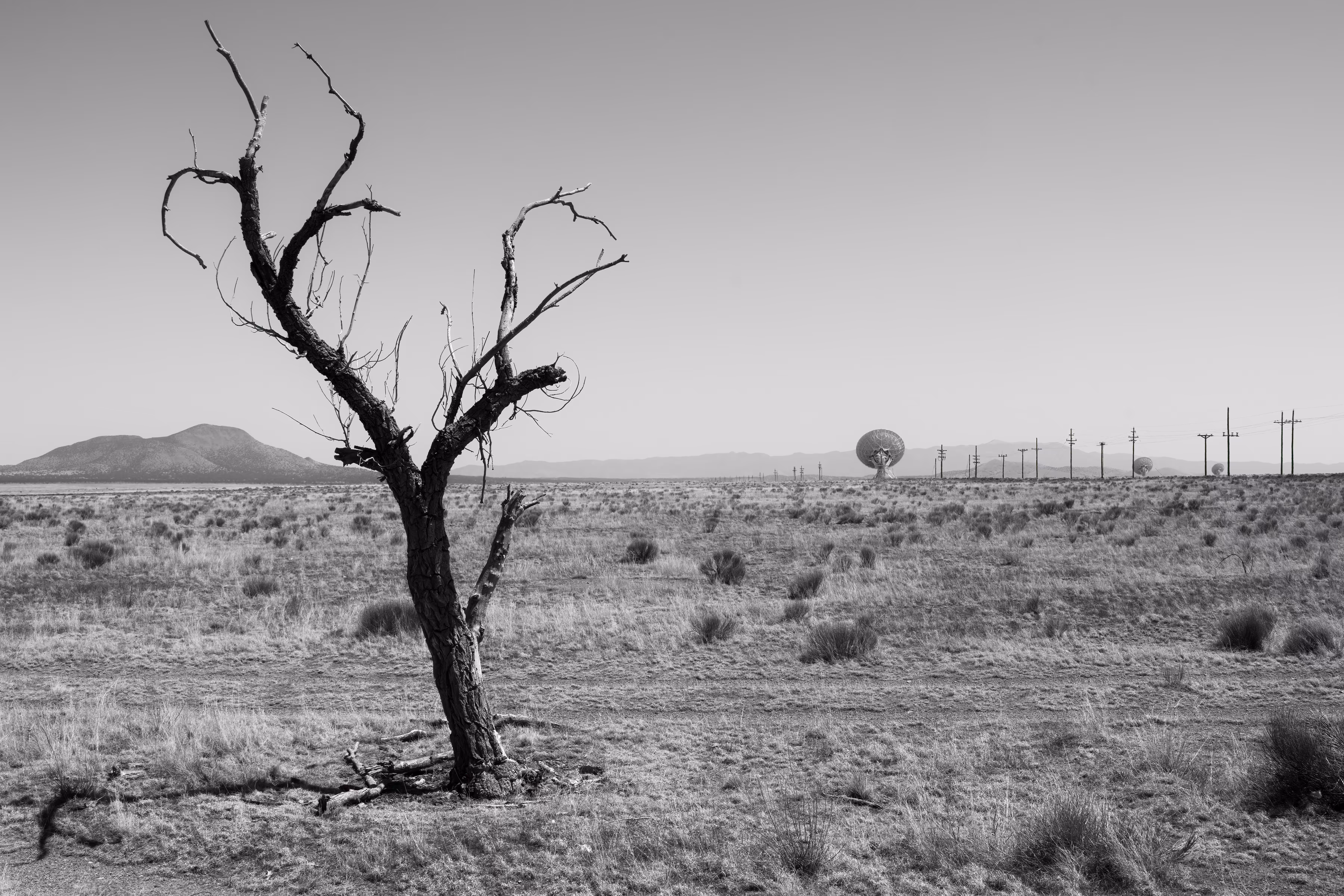 This Barren Land
