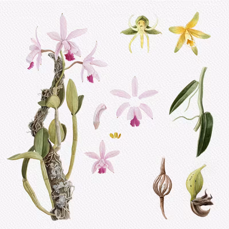 Botanical Illustration - Orchids 1 #62