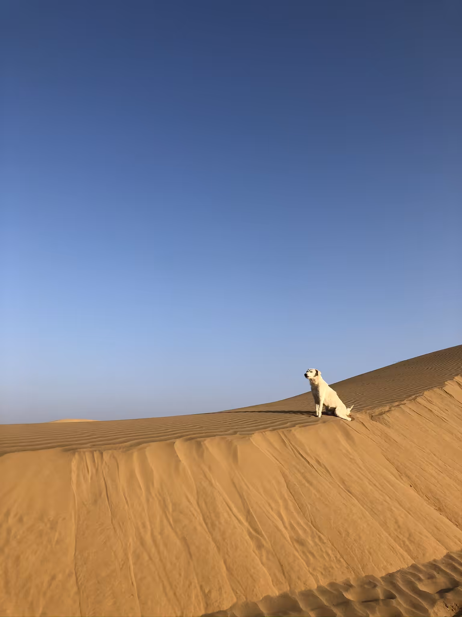 Lone Soul (2020)