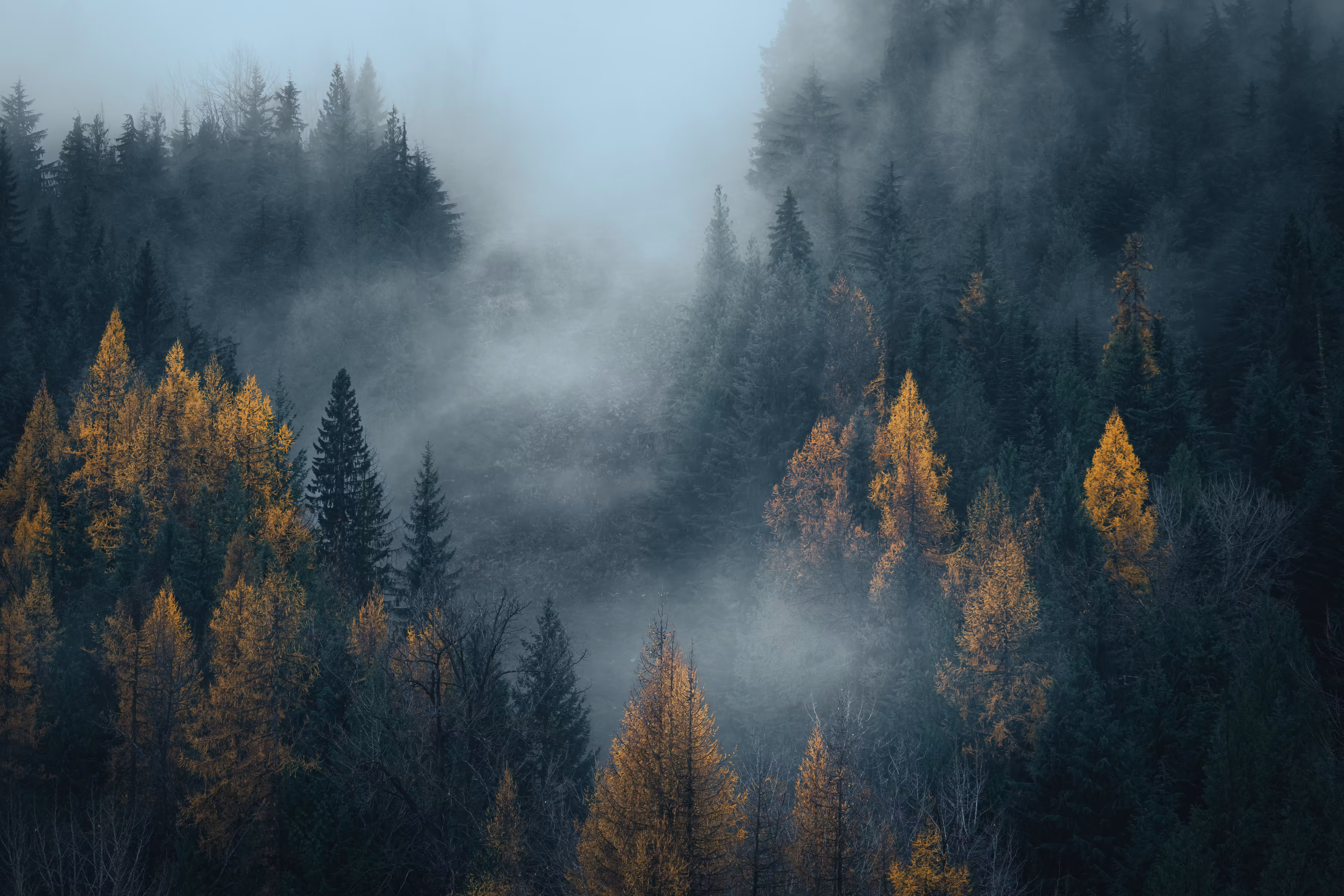 Remnants of Autumn