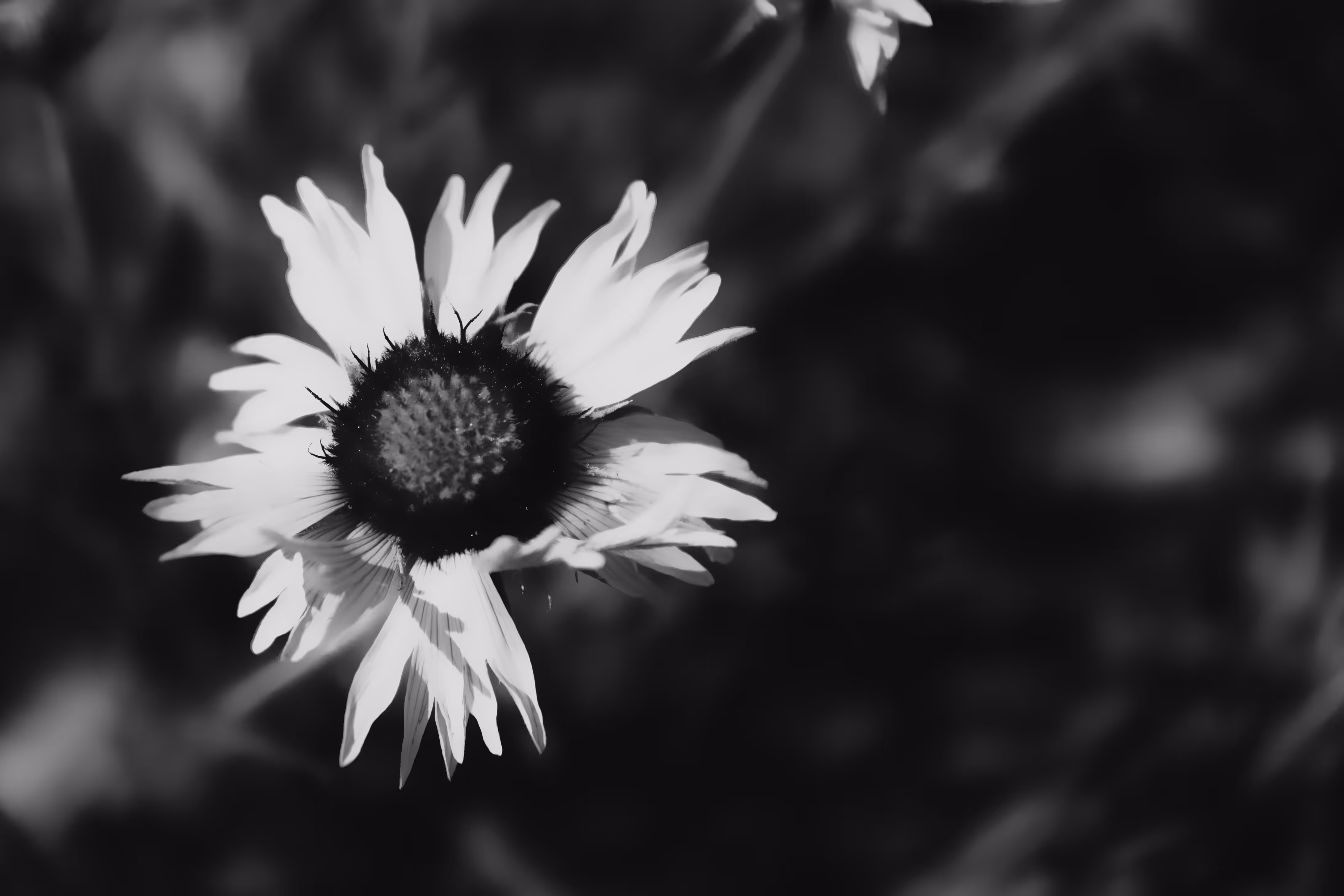 Imperfect Beauty