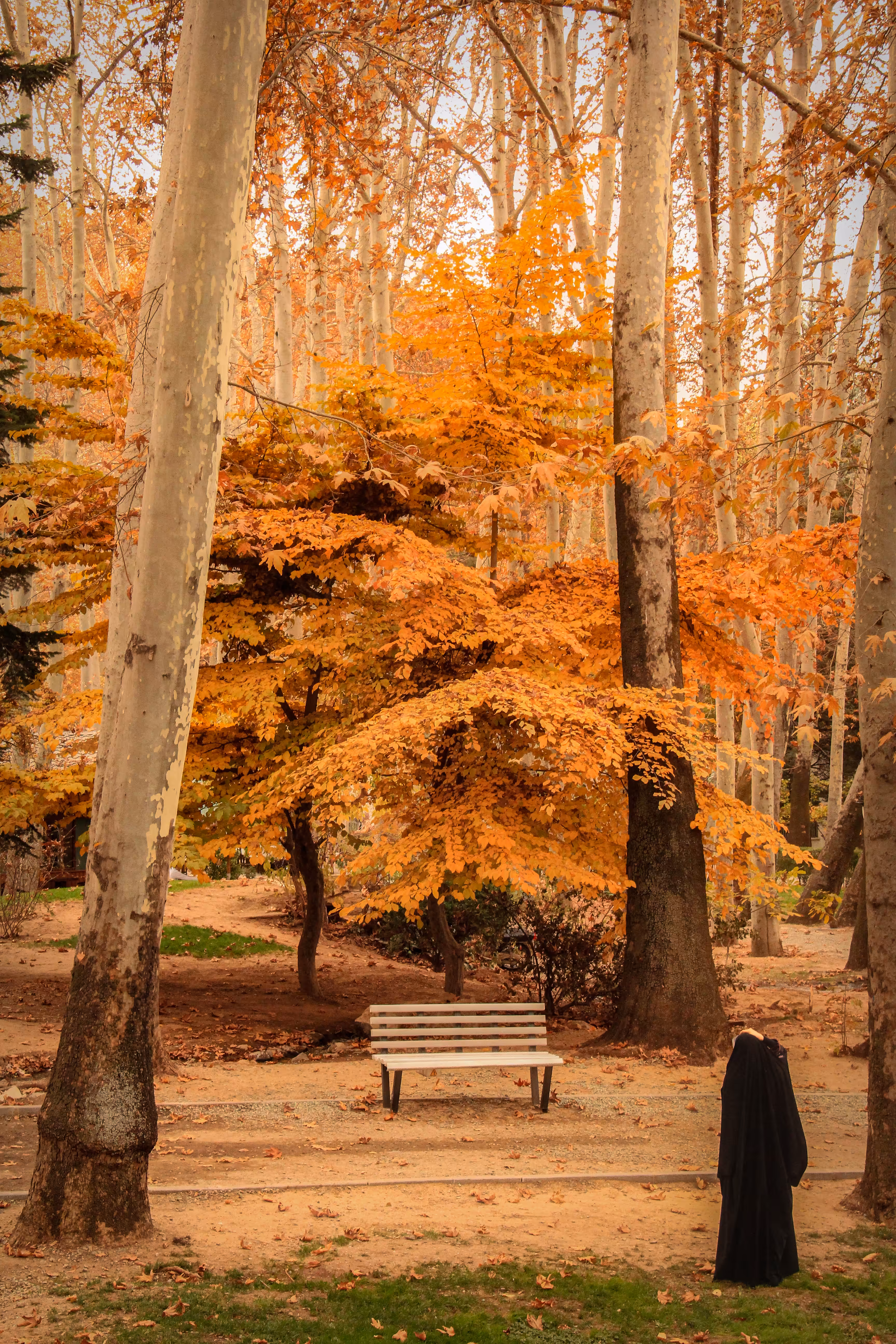 NaturE: A Moment Among the Leaves