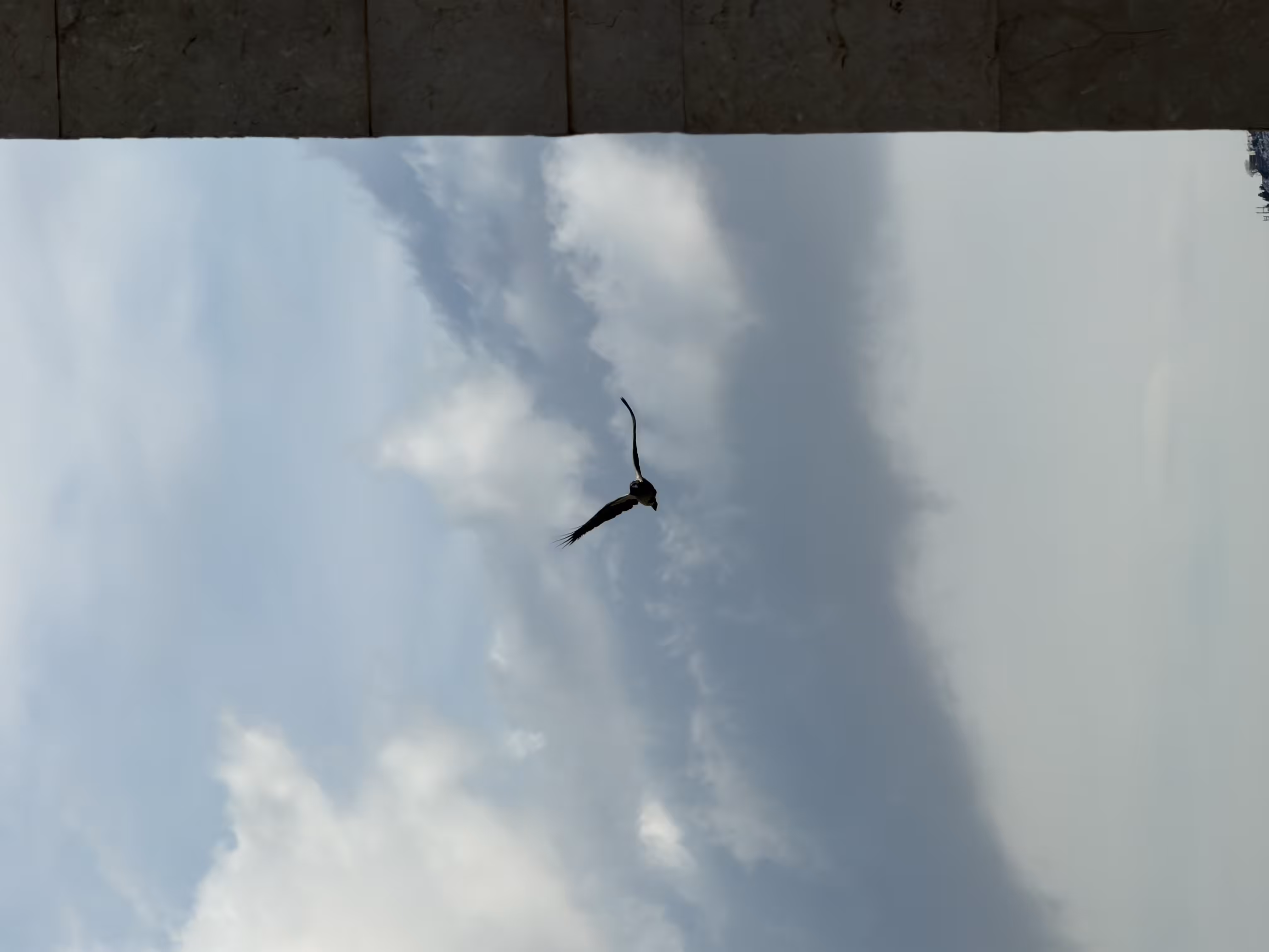 Bird flying in sky