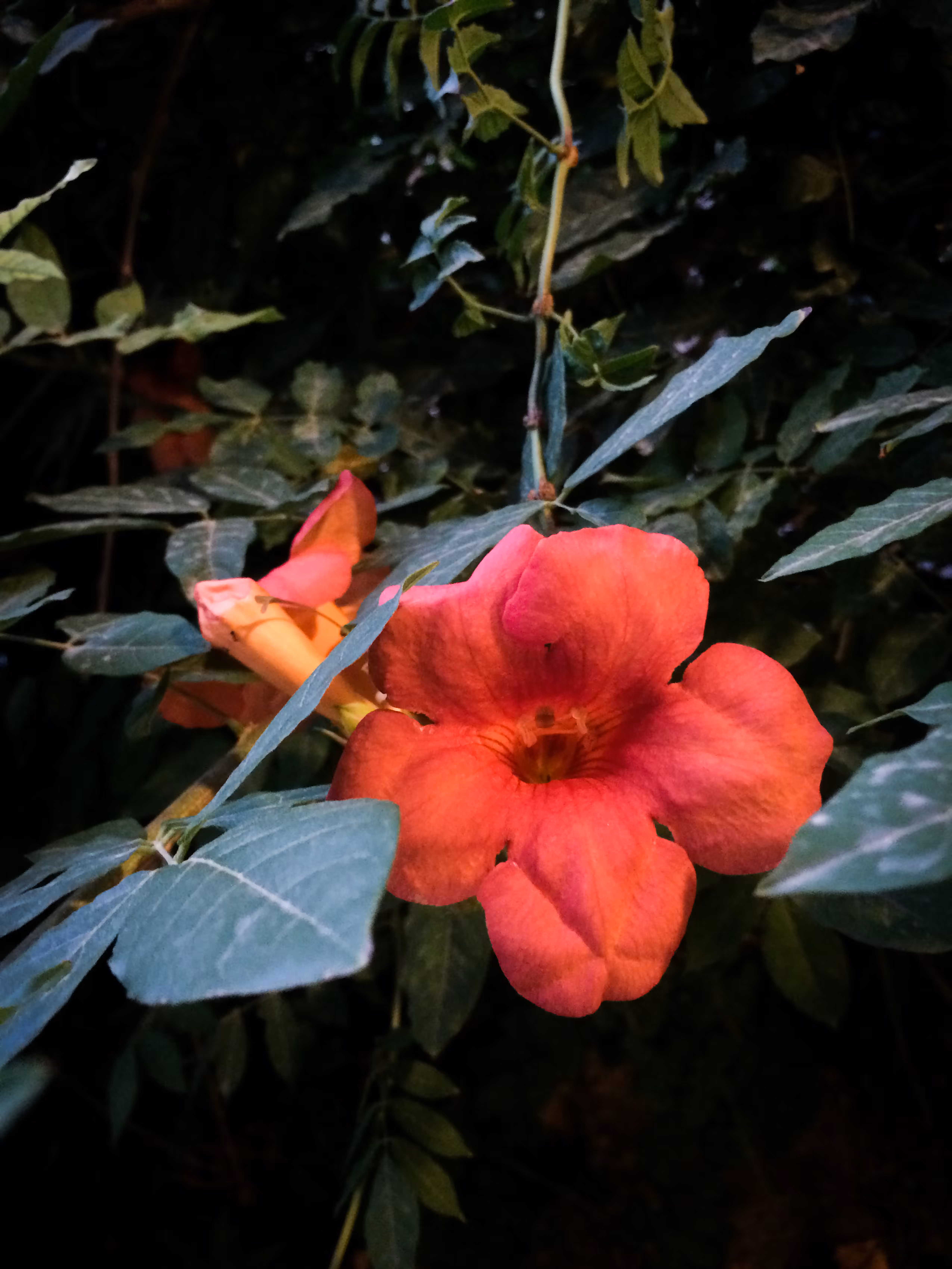 Merrylands.Photography: Merry-Photo 23