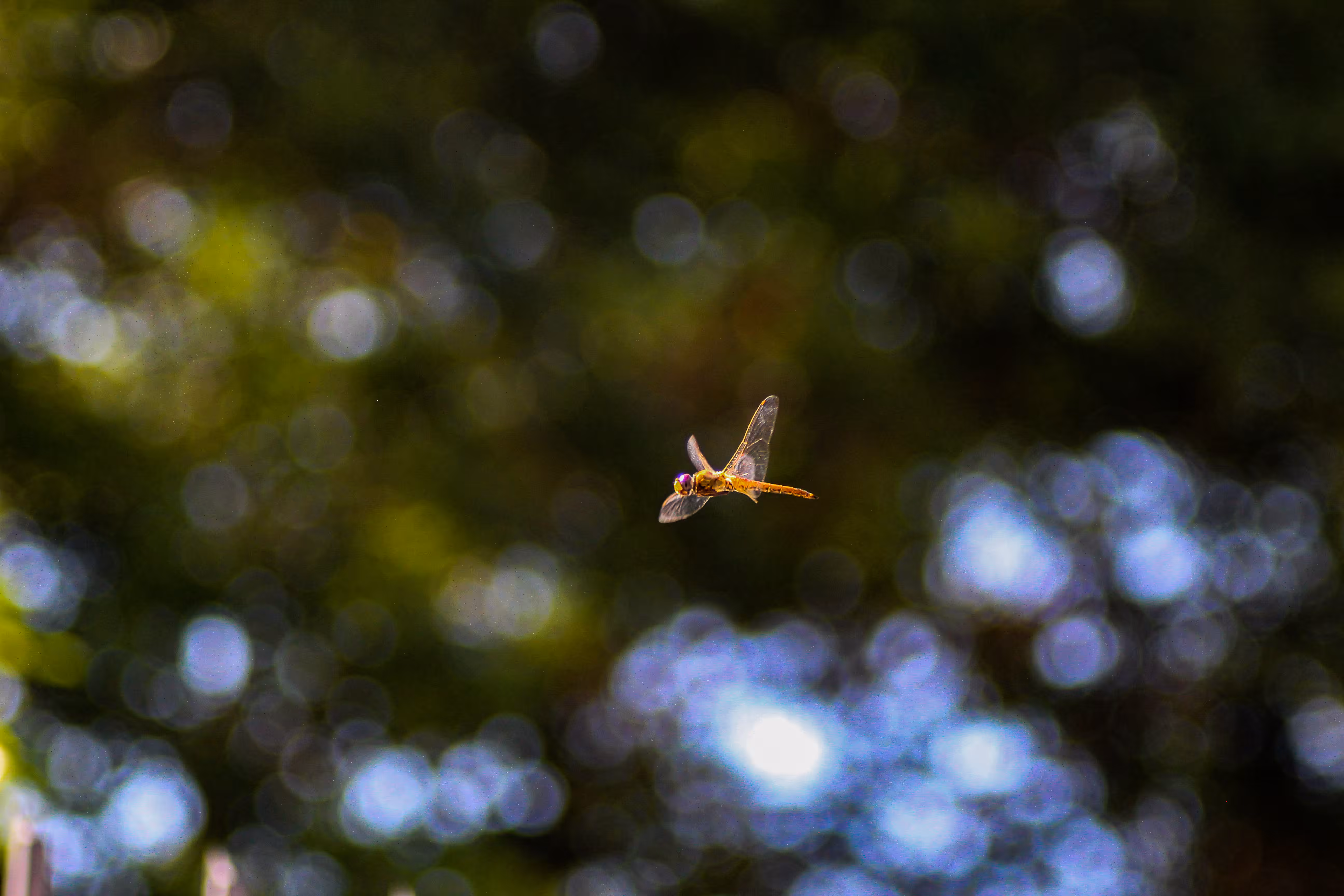 "Dragonfly"