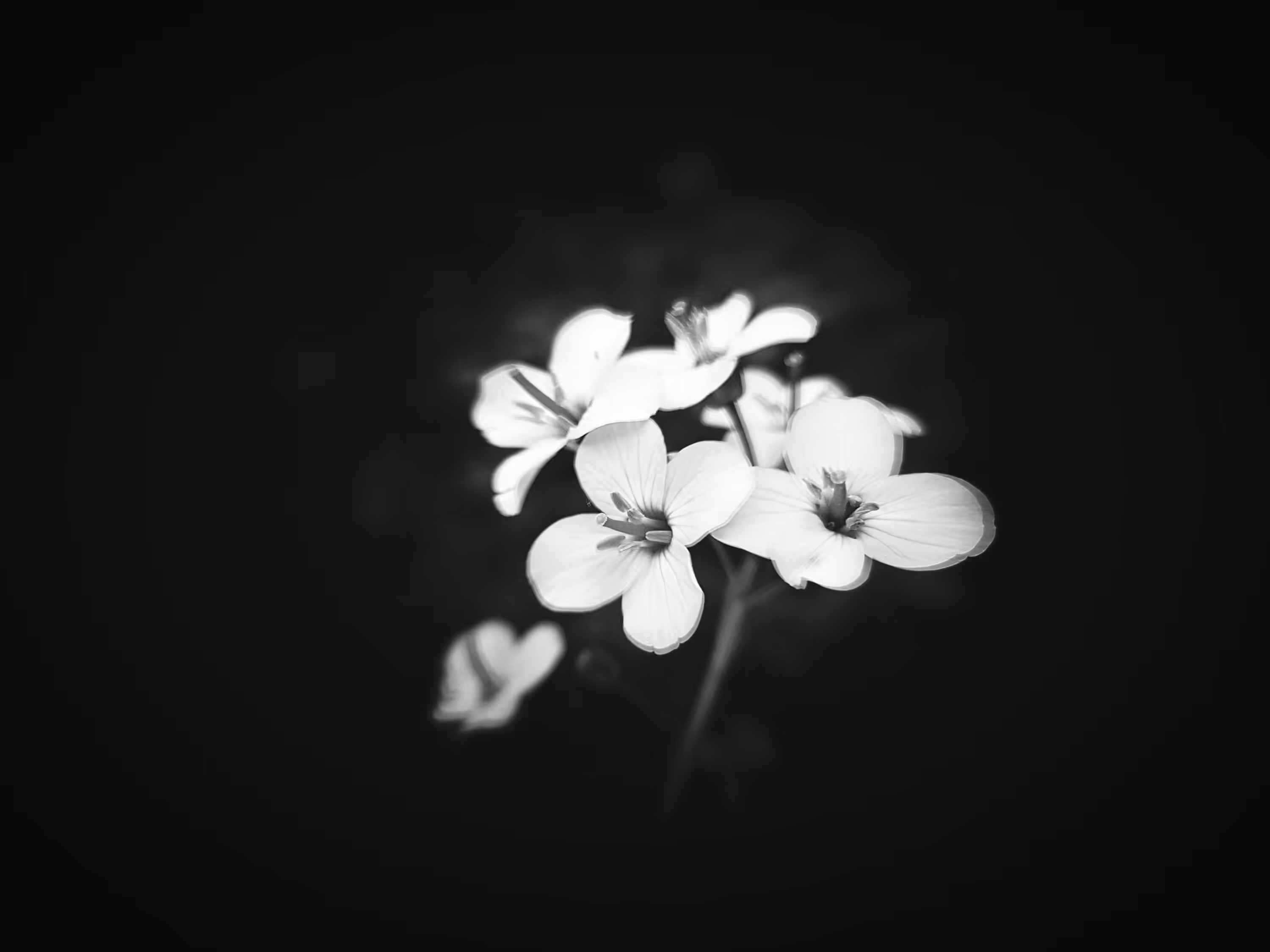 minimal beauty