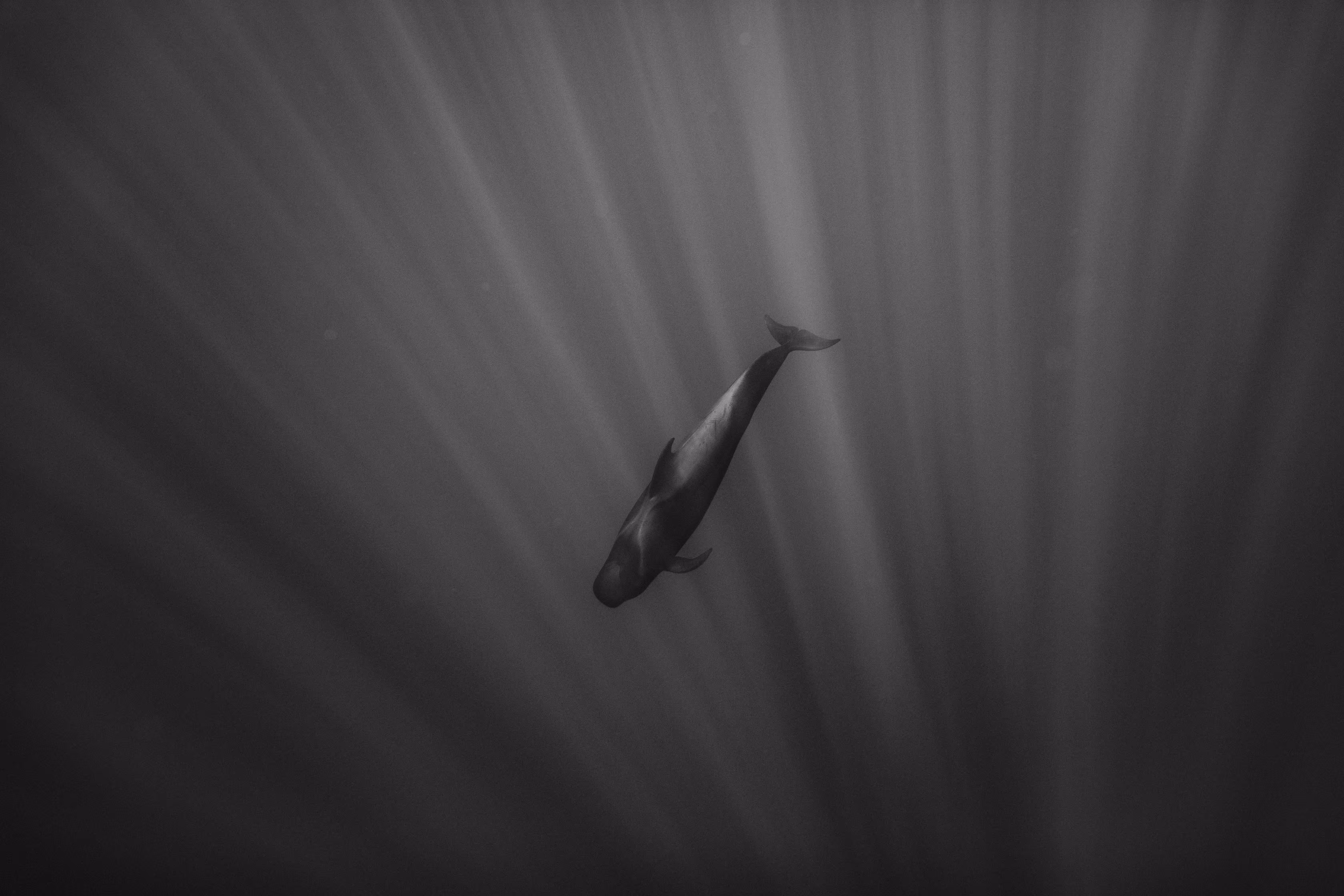 dark depth