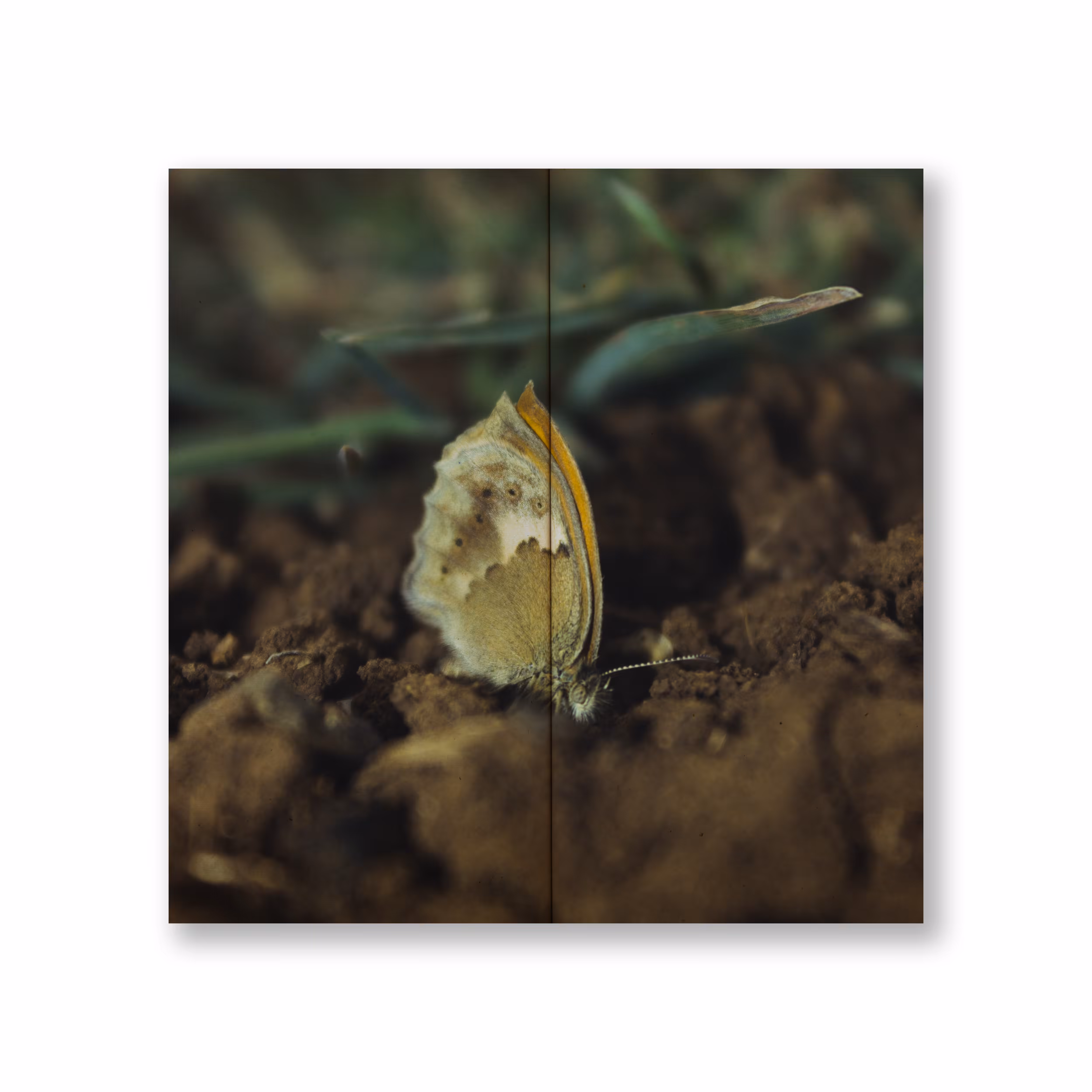Butterfly caught 