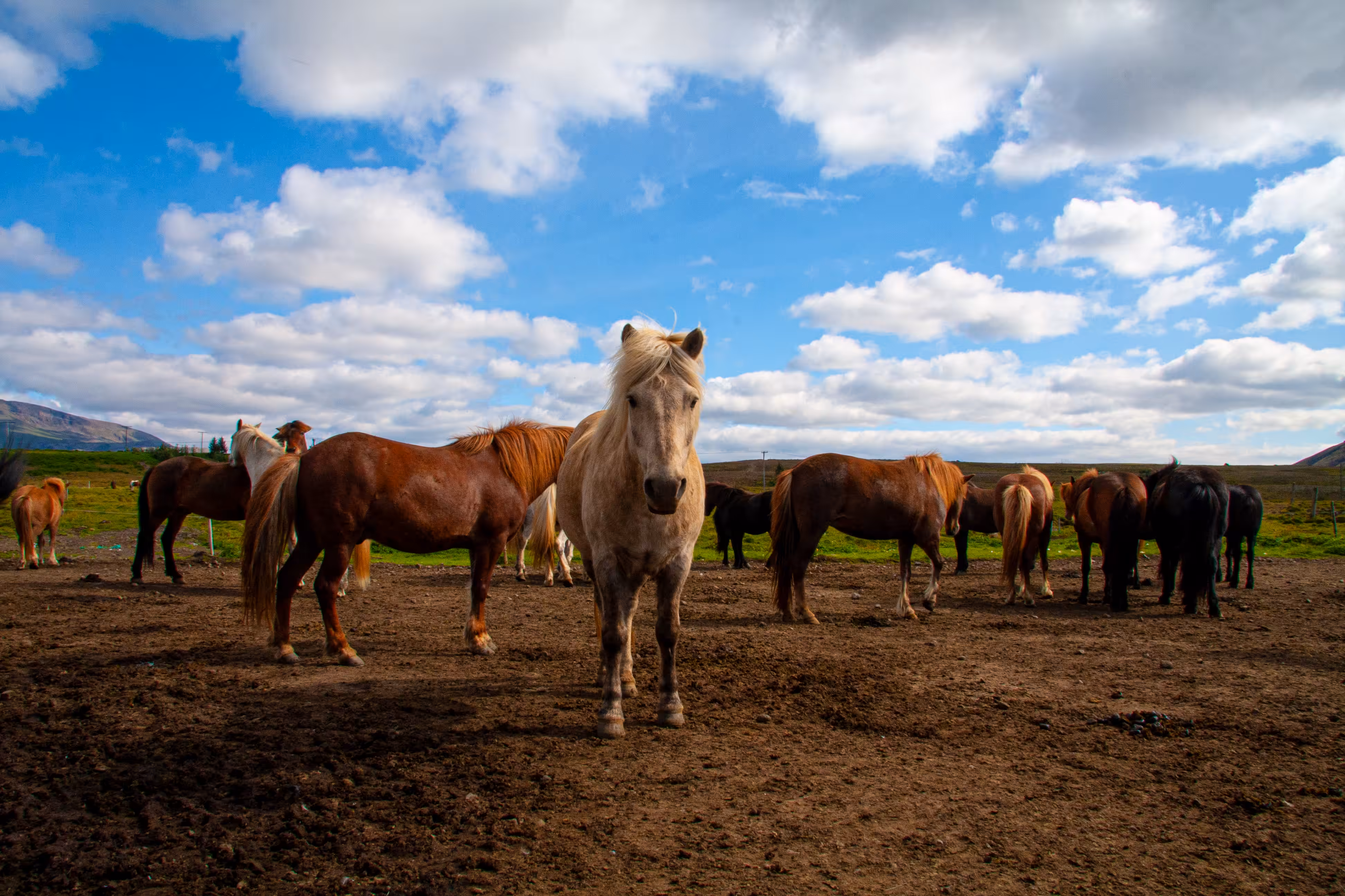 Portrait of a Horse