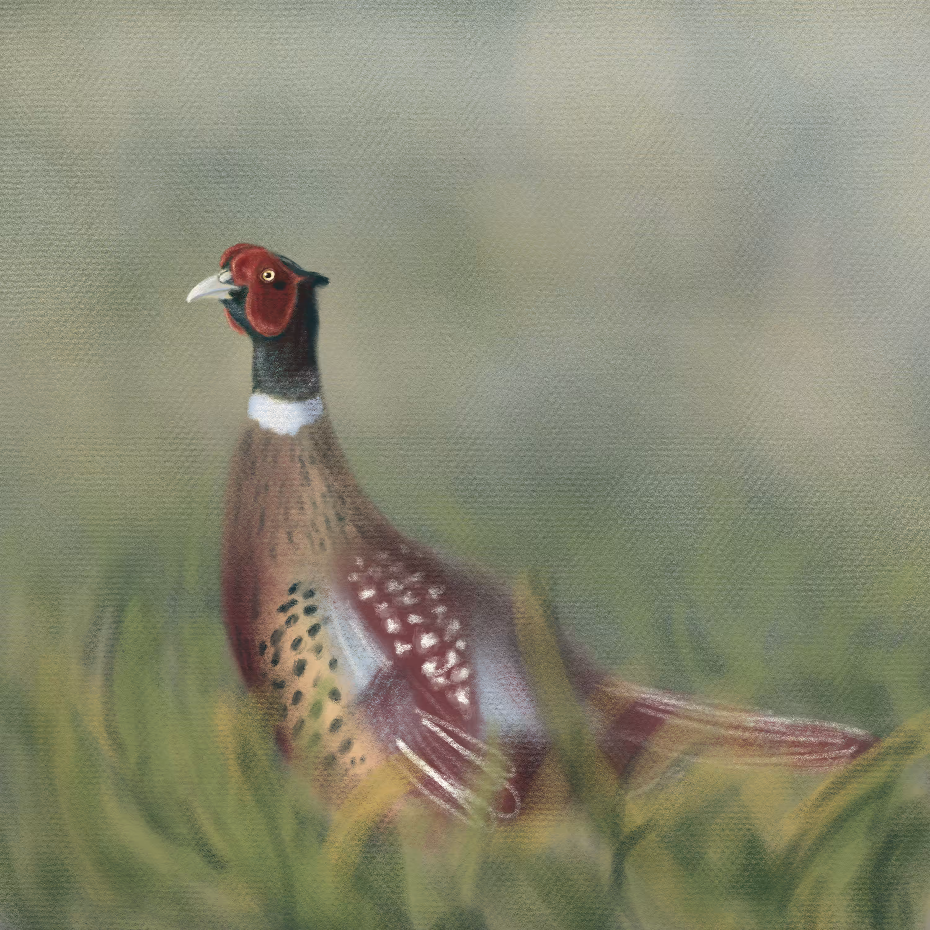 #8 Phasianus colchicus