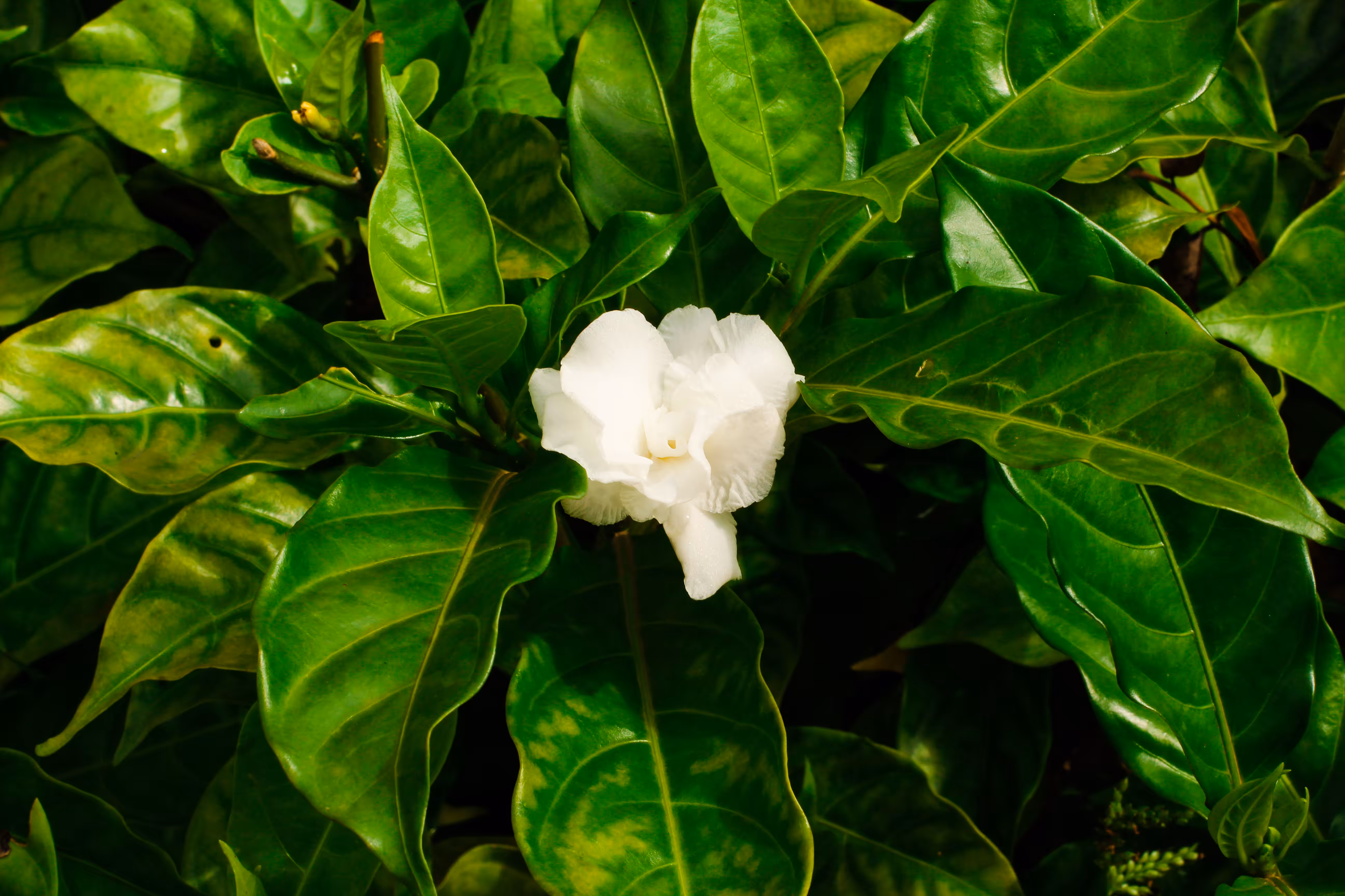 A FLOWER FOR YOU II