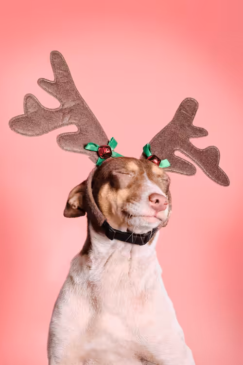ReinDoggos: Lotte
