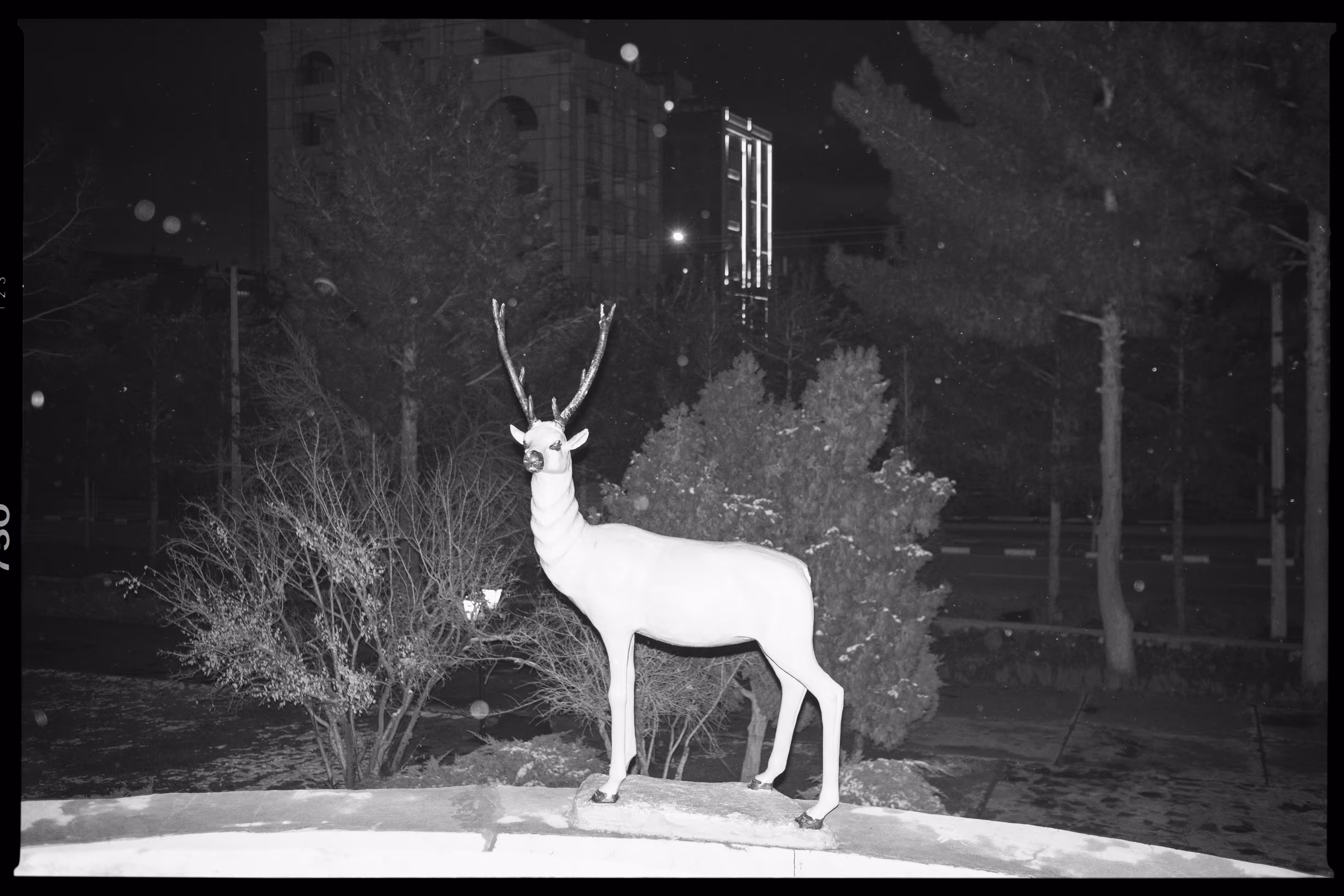 Tame deer