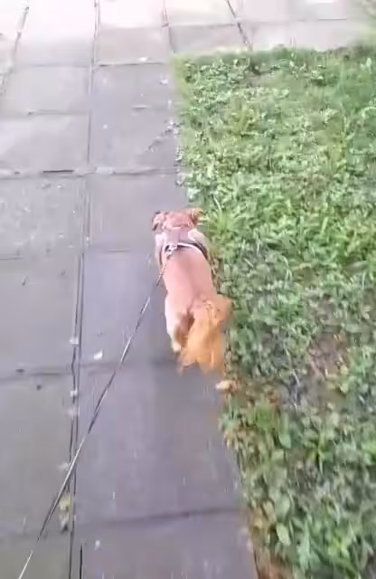 DOG WALK