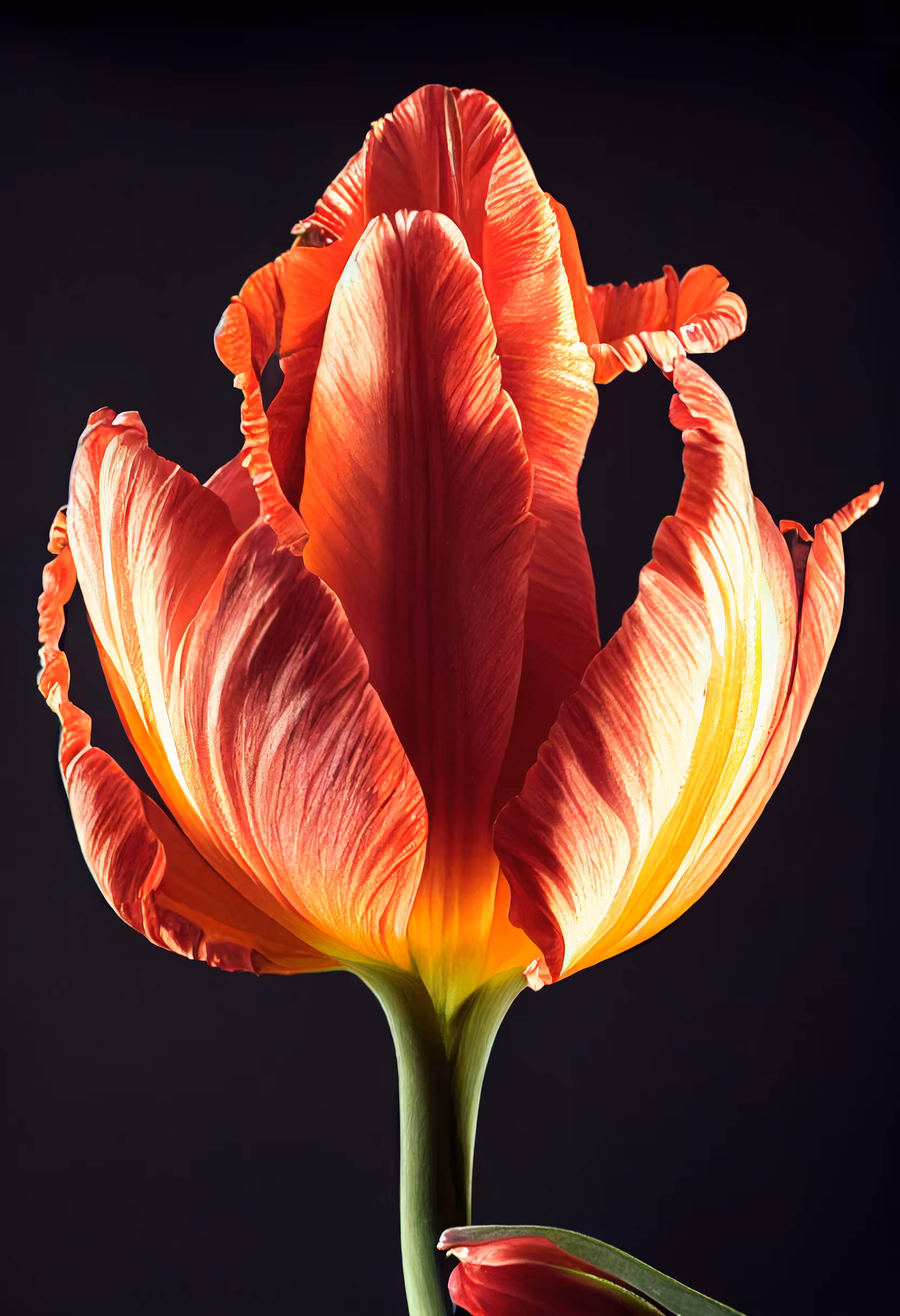 A Flower, Just For You. #101