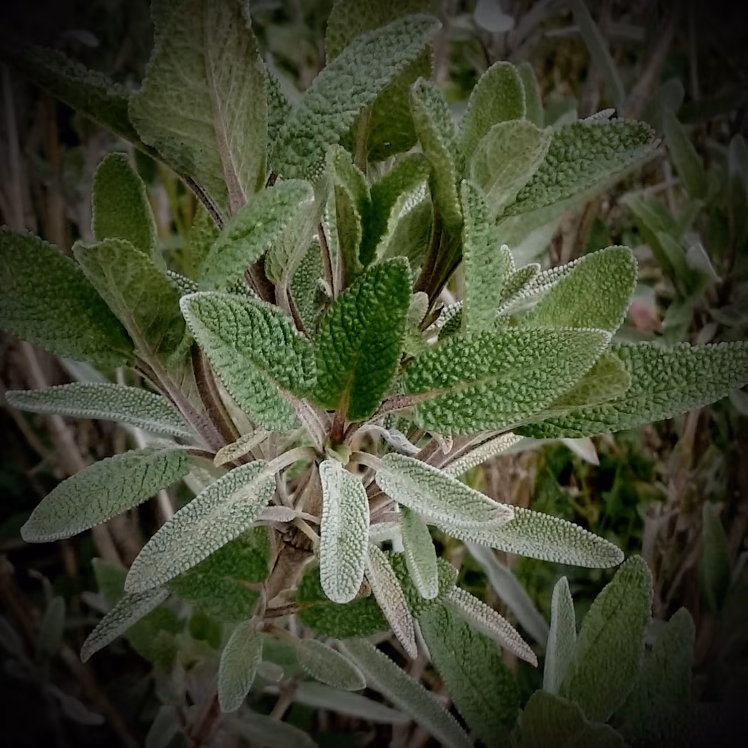 Sage at Sister Sage Herb Farm