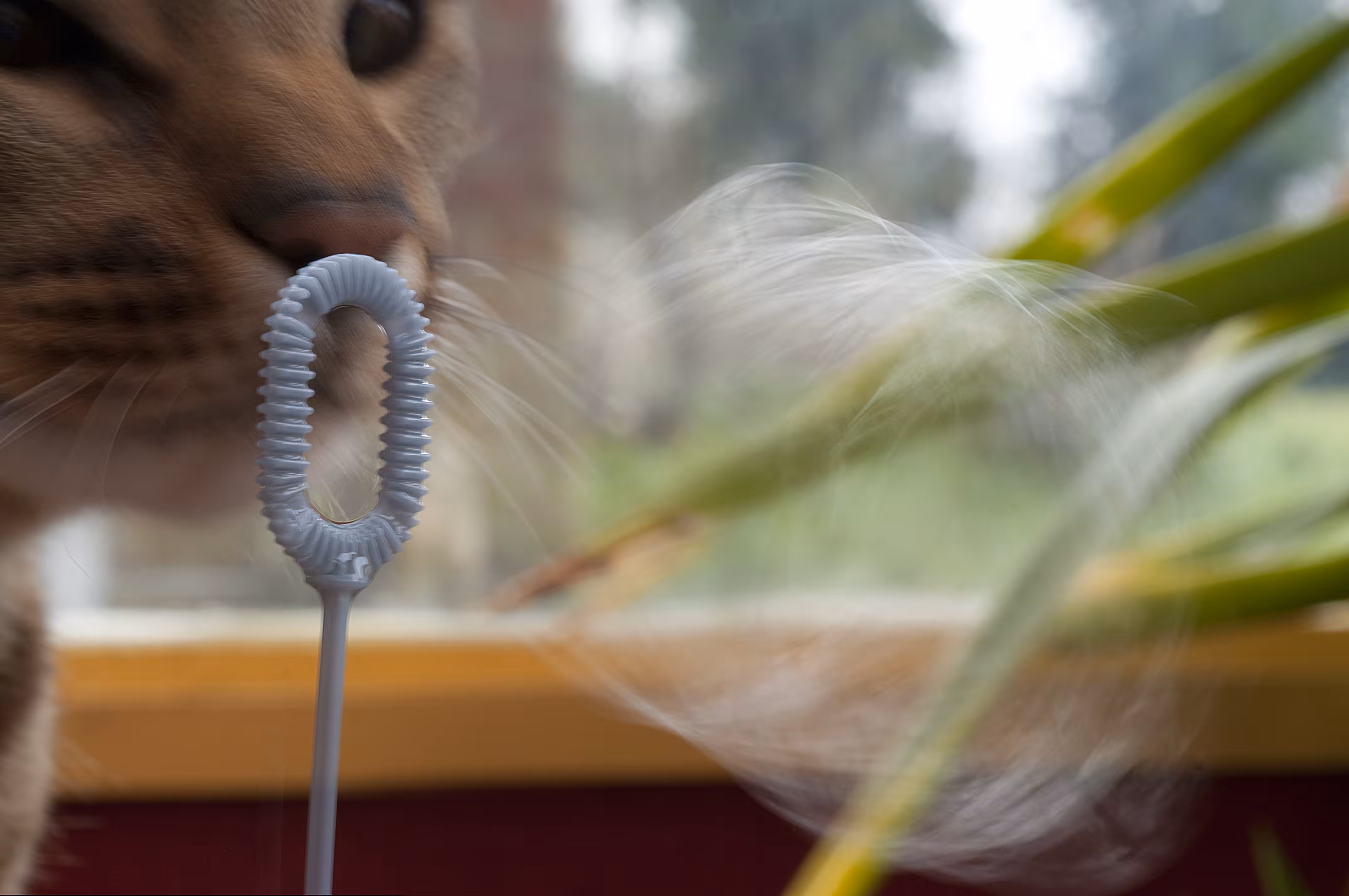 Bubble Cat
