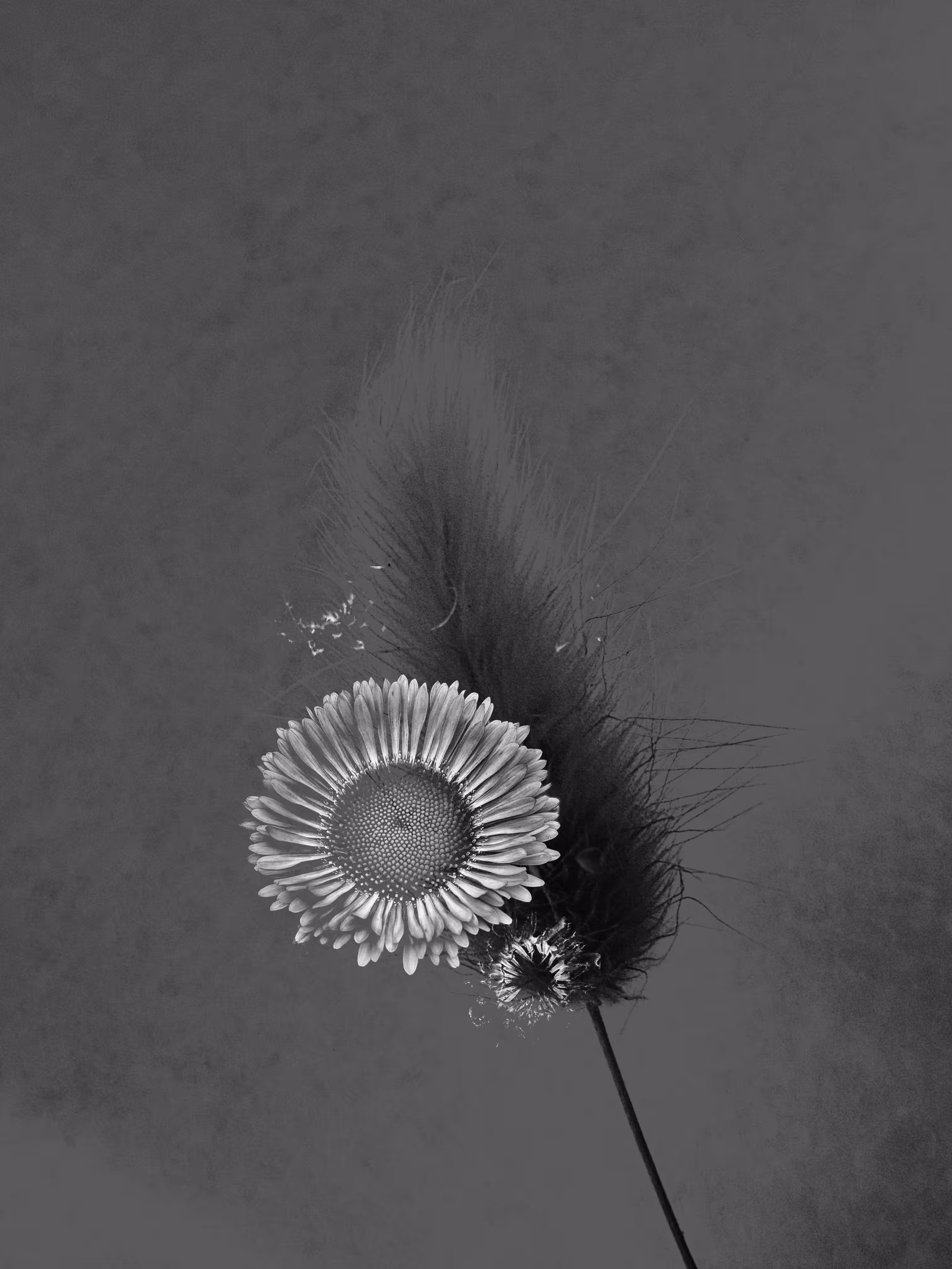 Harmonious Dystopia: 🖤Ghost of My Former Self: Erigeron Sea Breeze