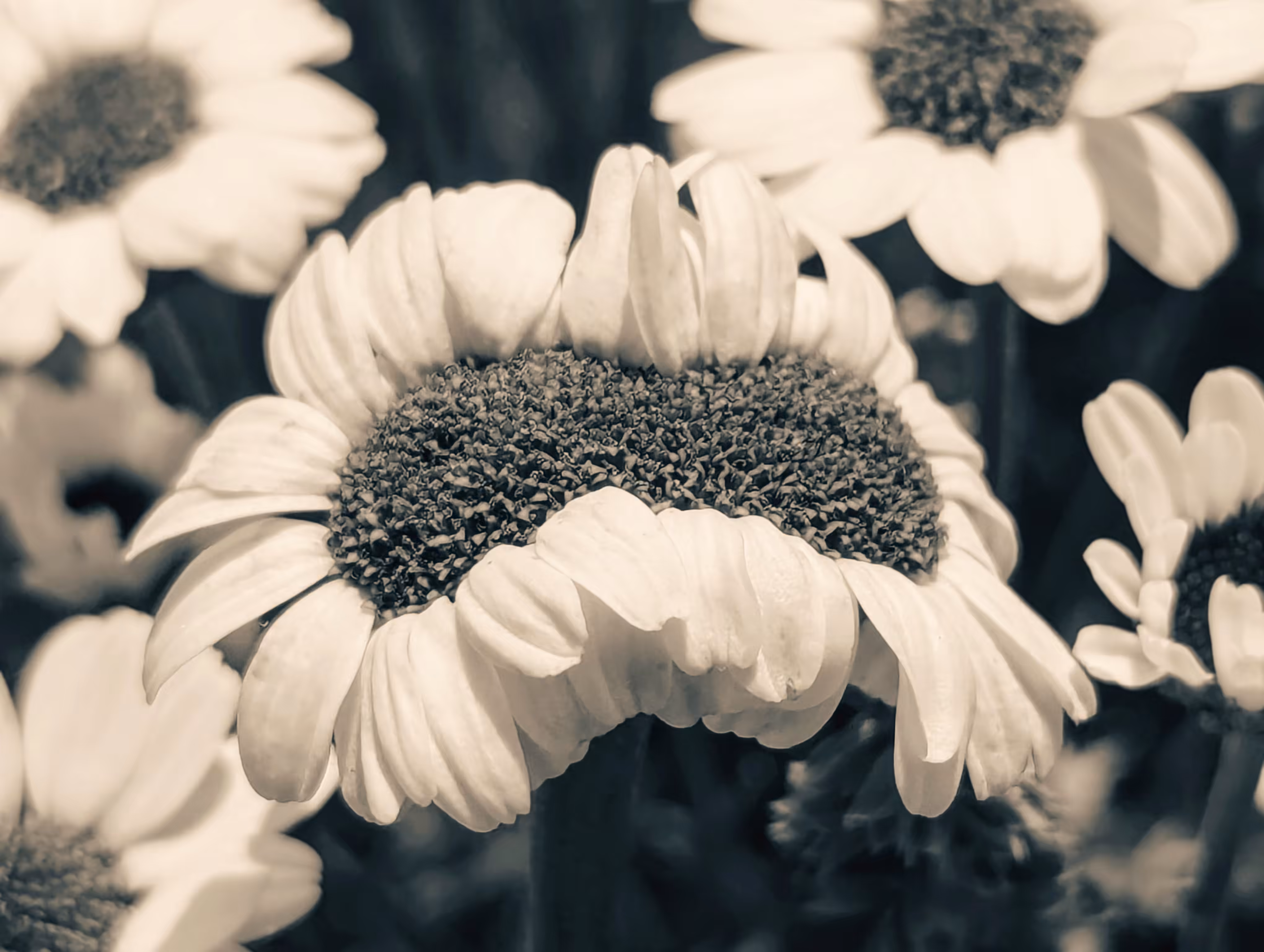 Luke_0x1 Photography : Double daisy