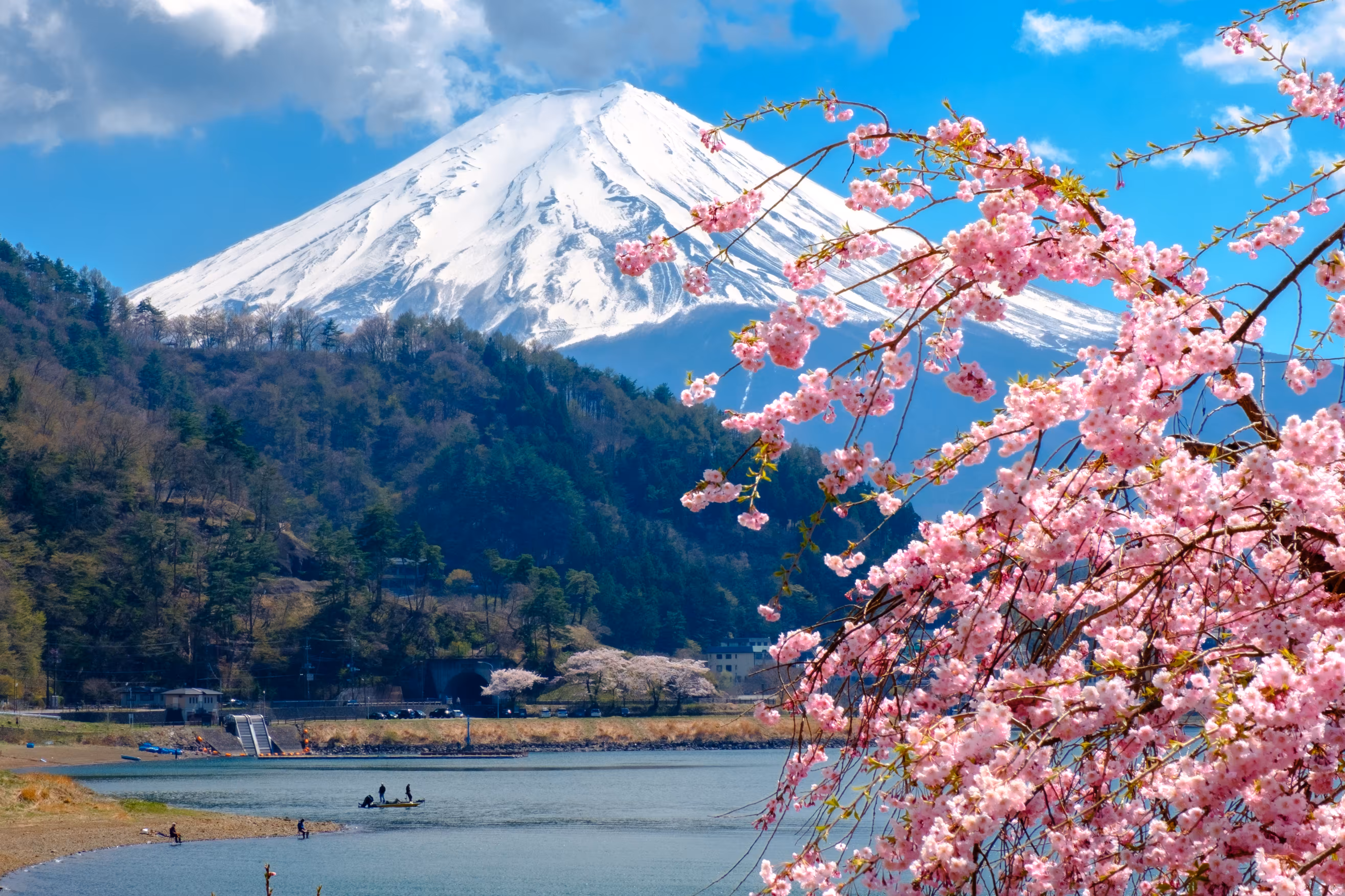 Mt.Fuji with Cherry Blossom #1