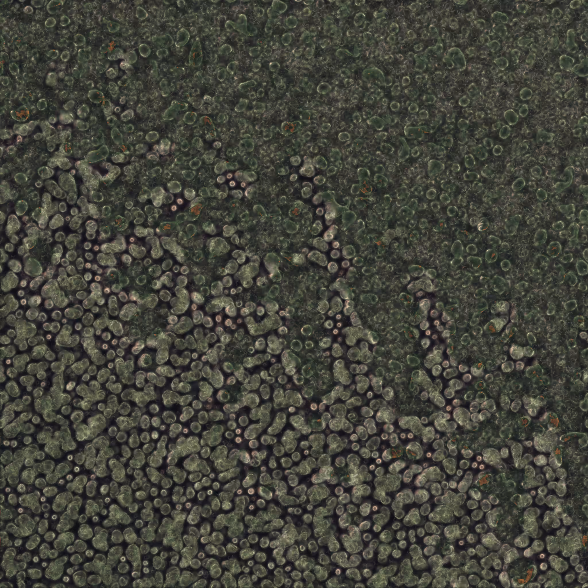 saprophyte #160