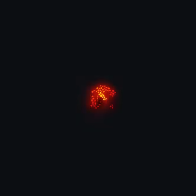 Lava fish