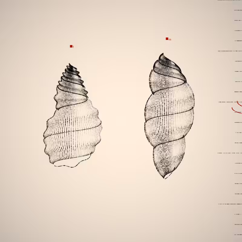 Two Specimen #70