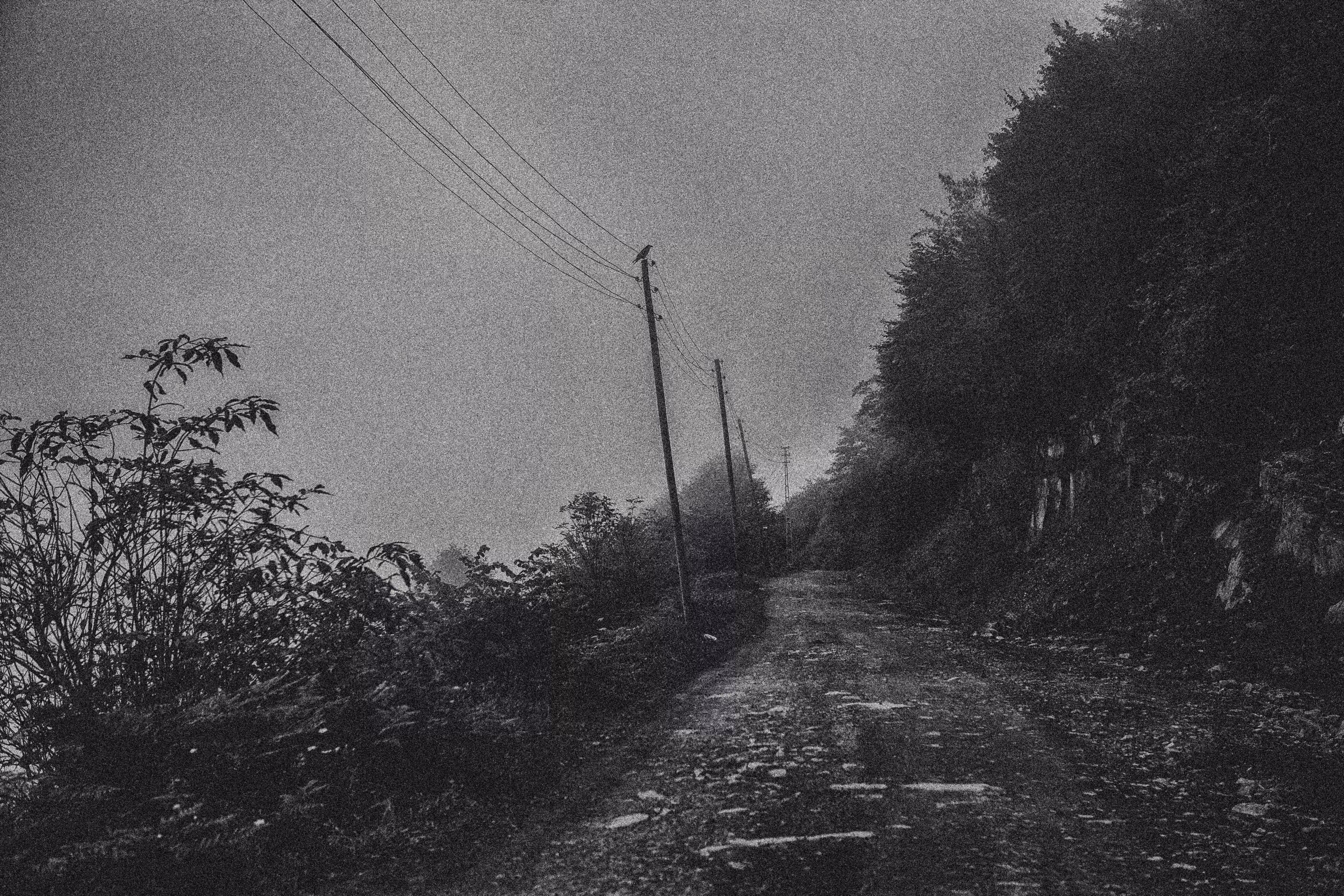 Road of Peace