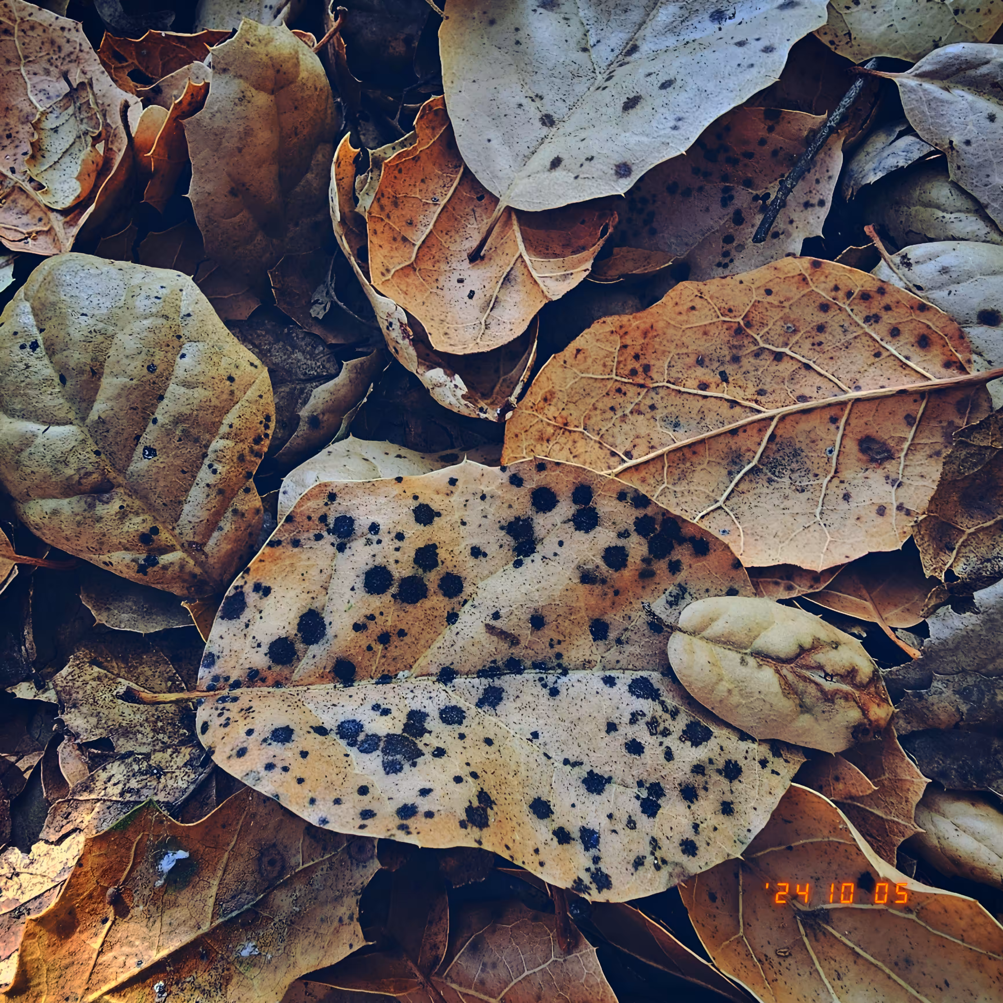 :a Visual Odyssey:: Day 279/365