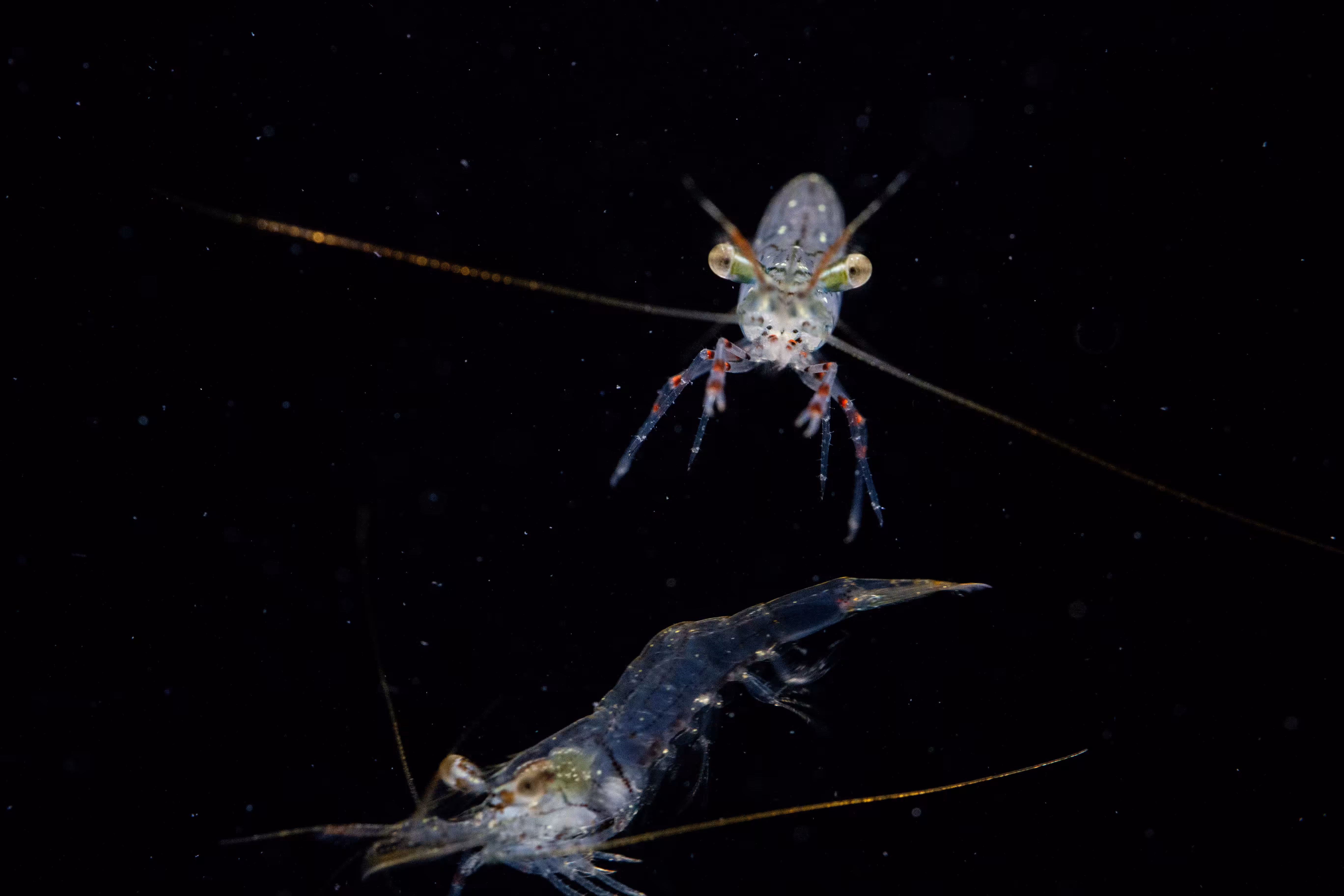 Glass Shrimp