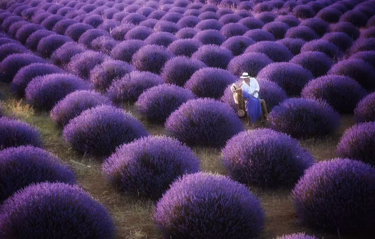 dance in lavender