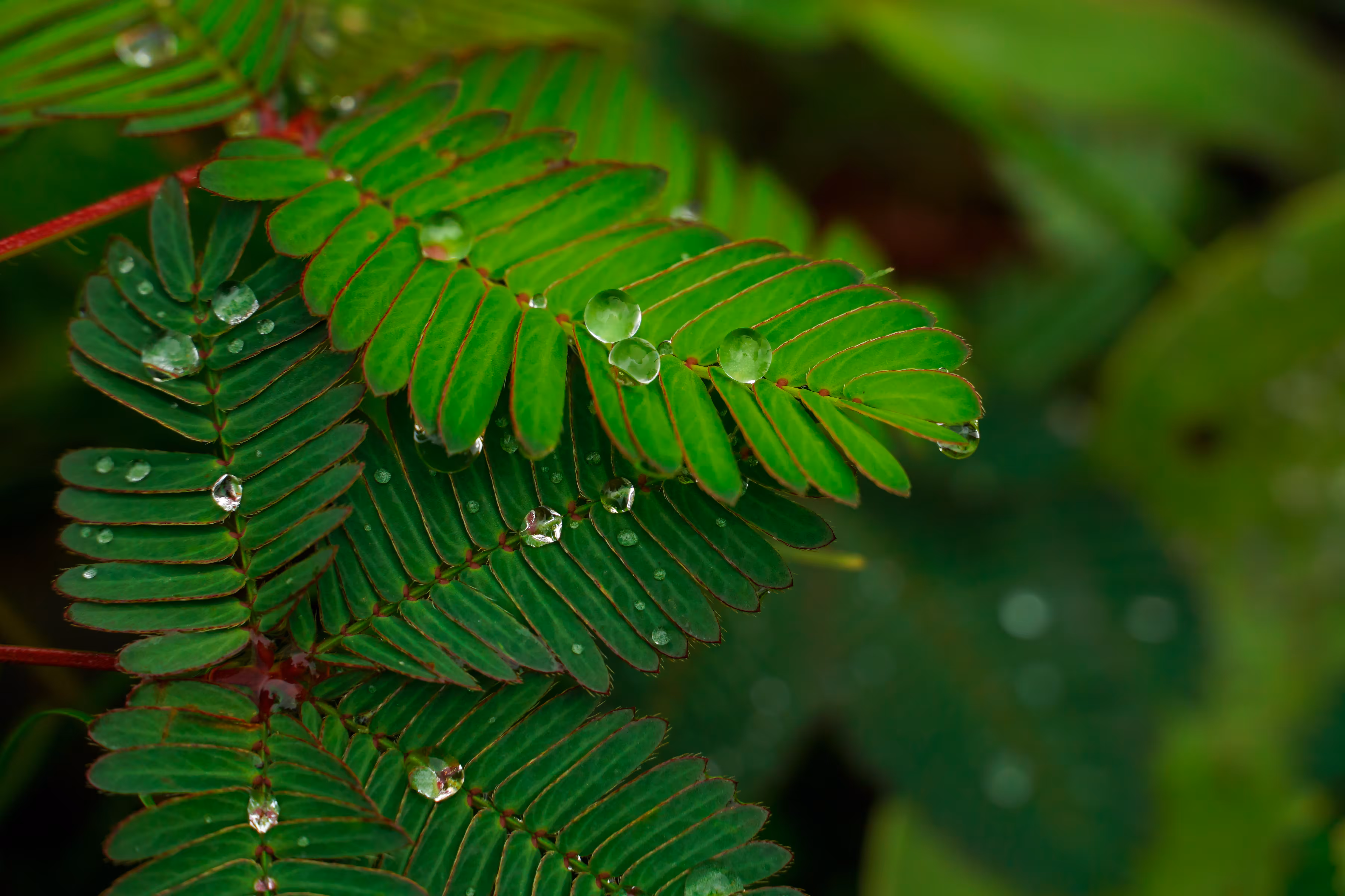 Drops in the rainforest #1