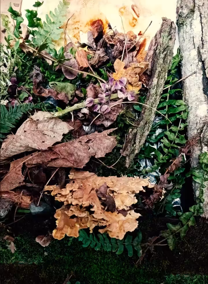 What lives on forest?