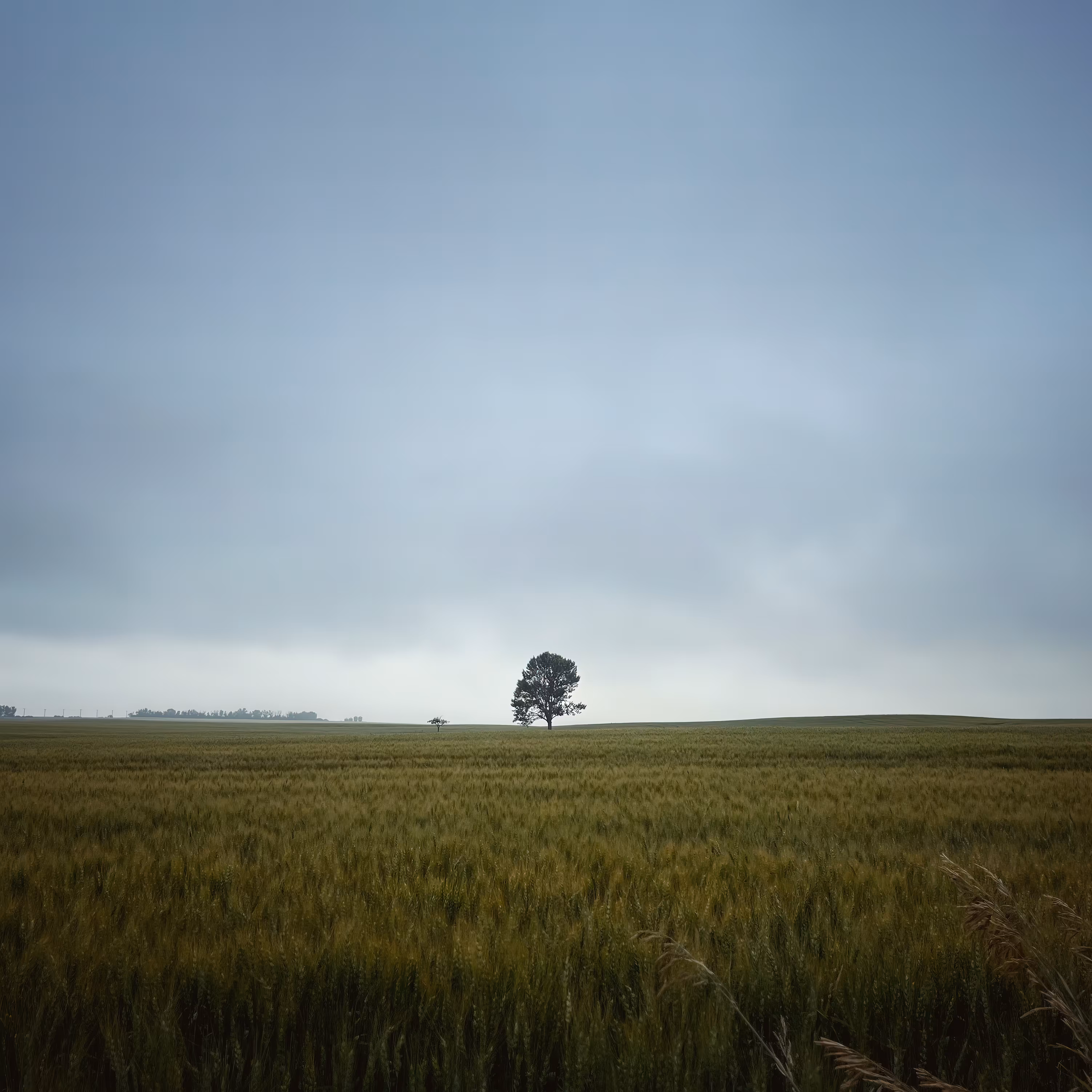 Lonely Field Tree 30