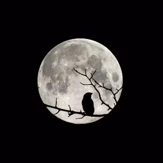 Solitary Silhouette