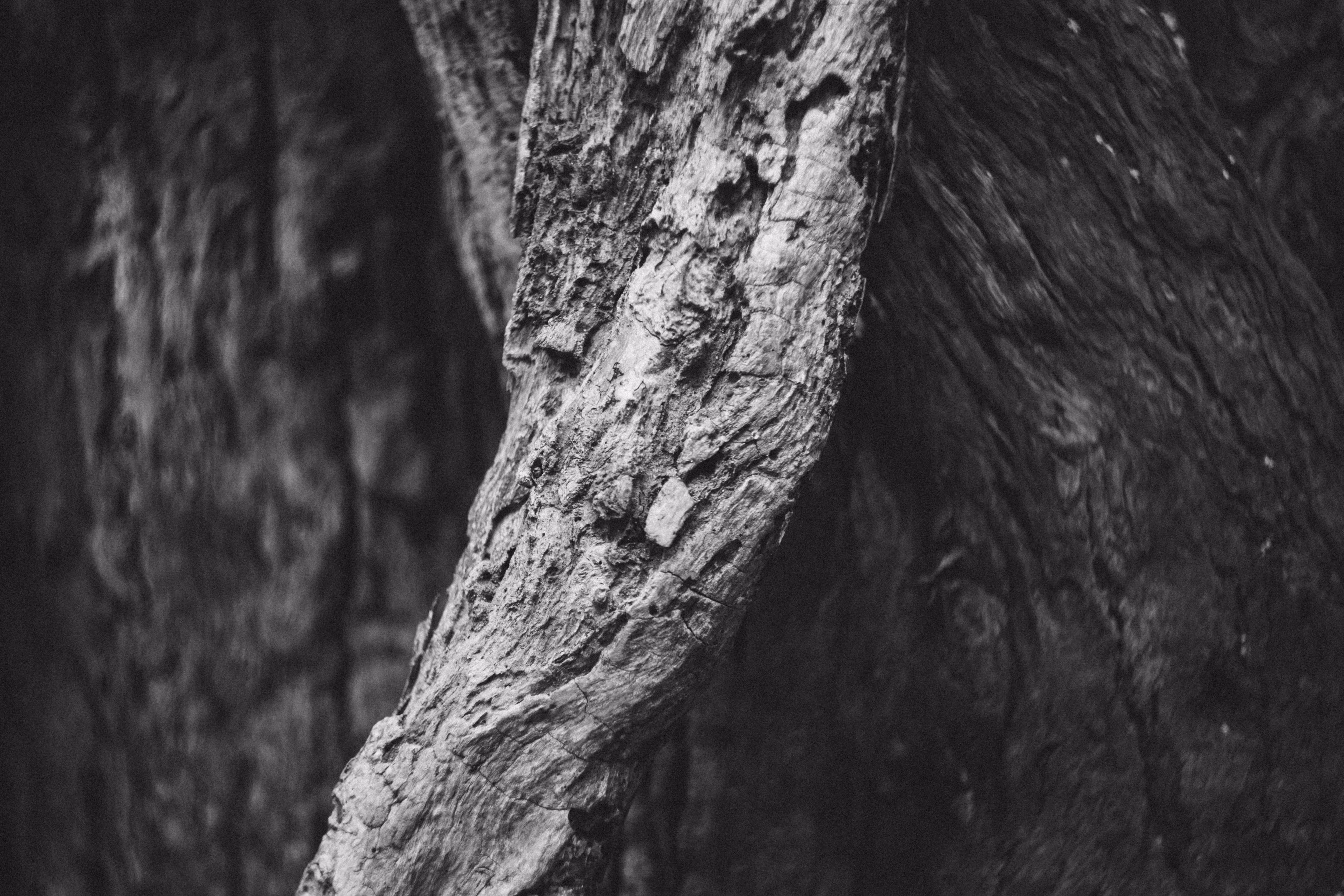 Stone Wood