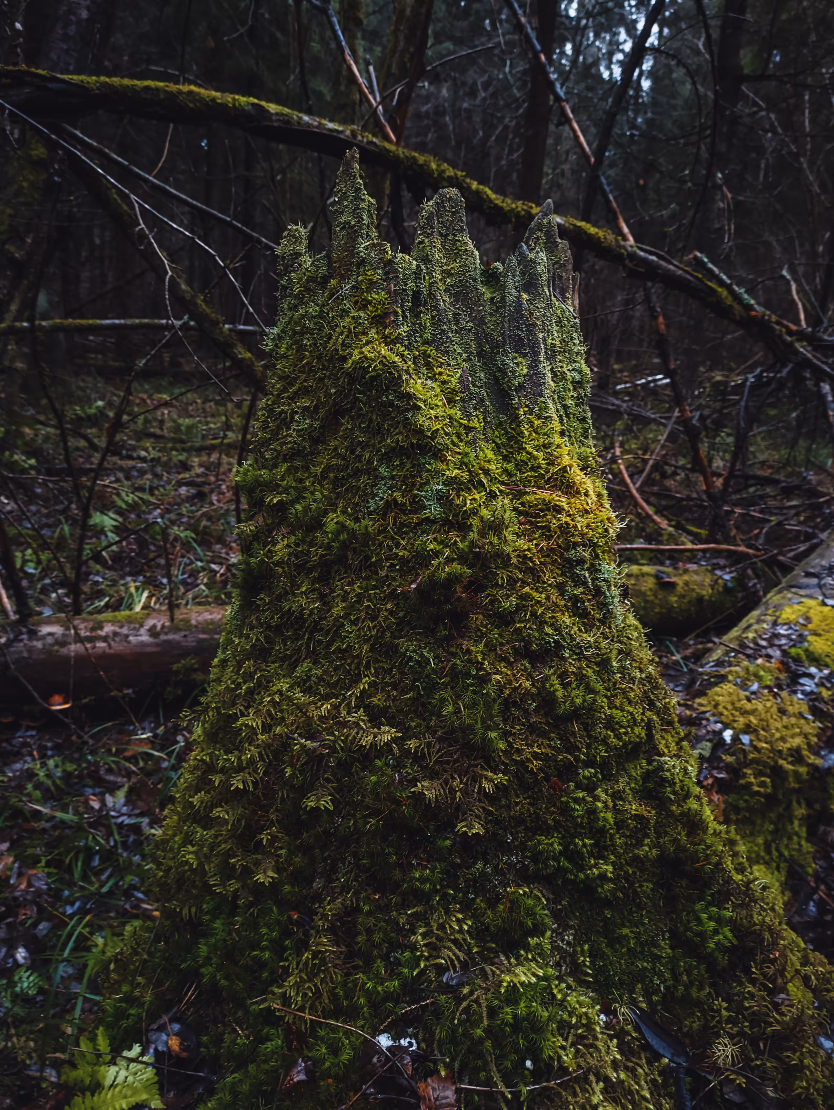 King of the Forest Thicket