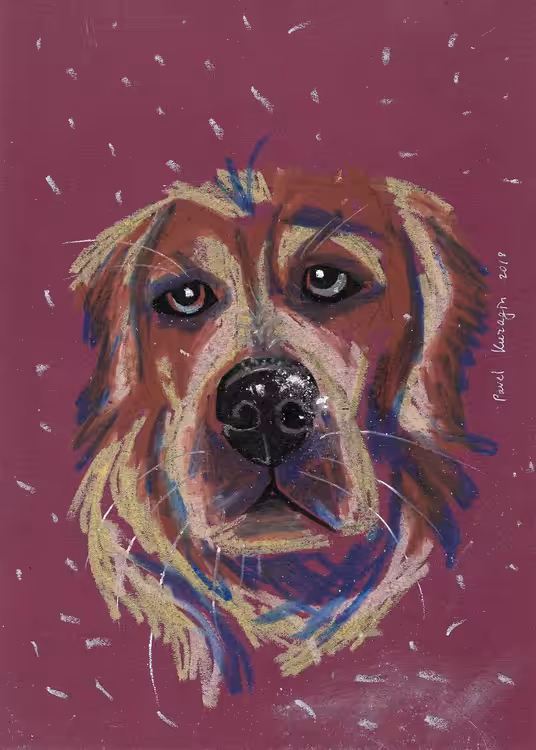 Dog and snow
