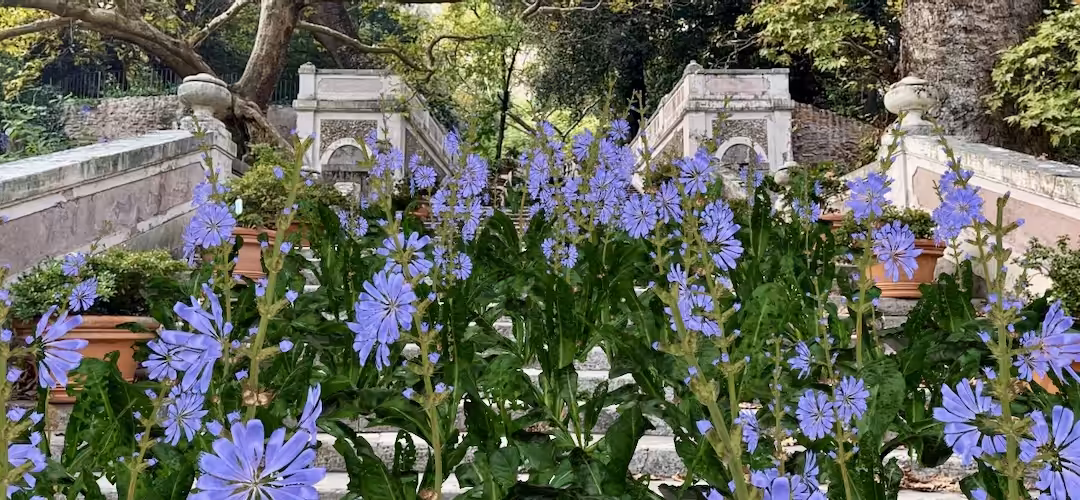 Blue Flower AR at the Botanical Gardens in Rome