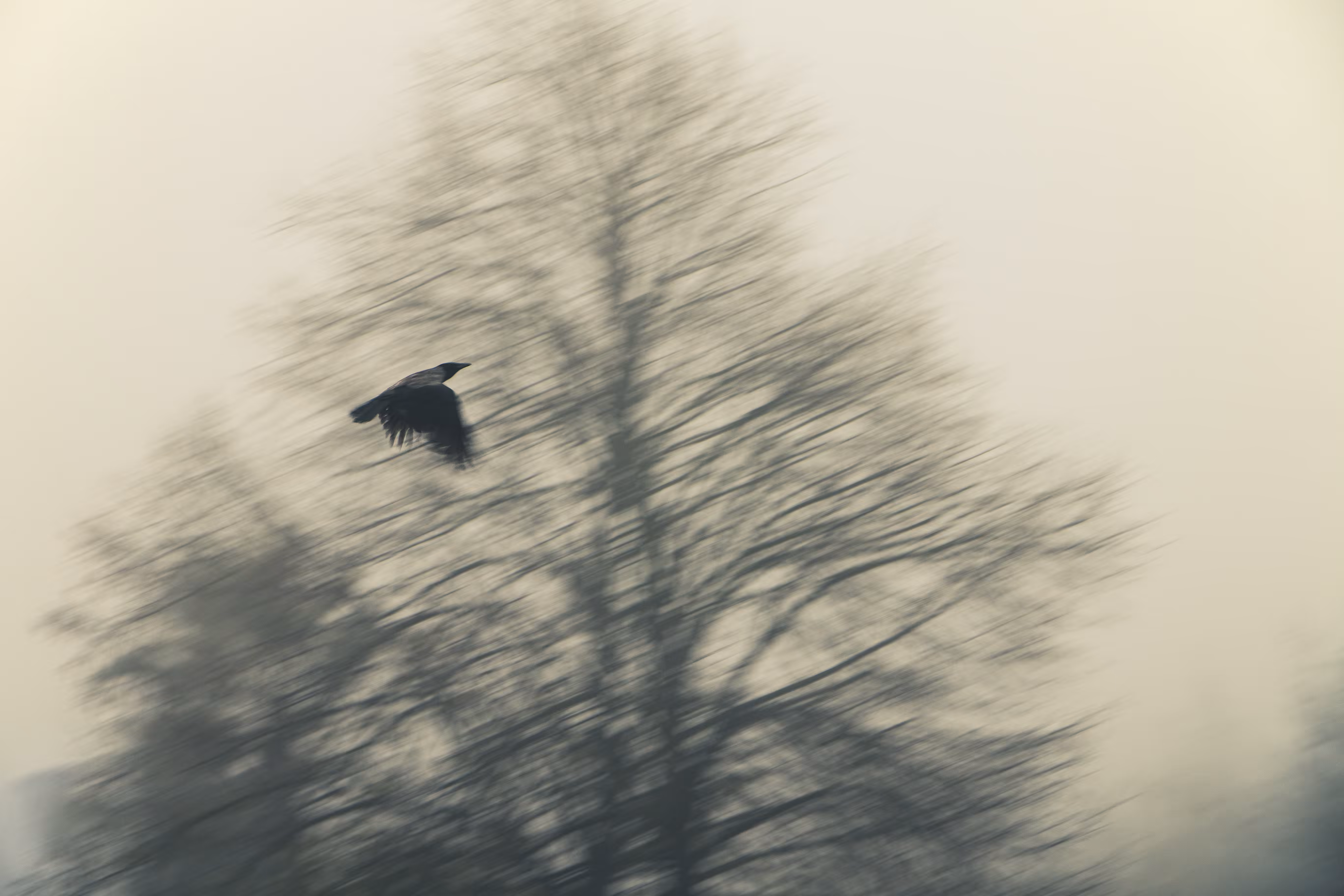 Flight to Freedom